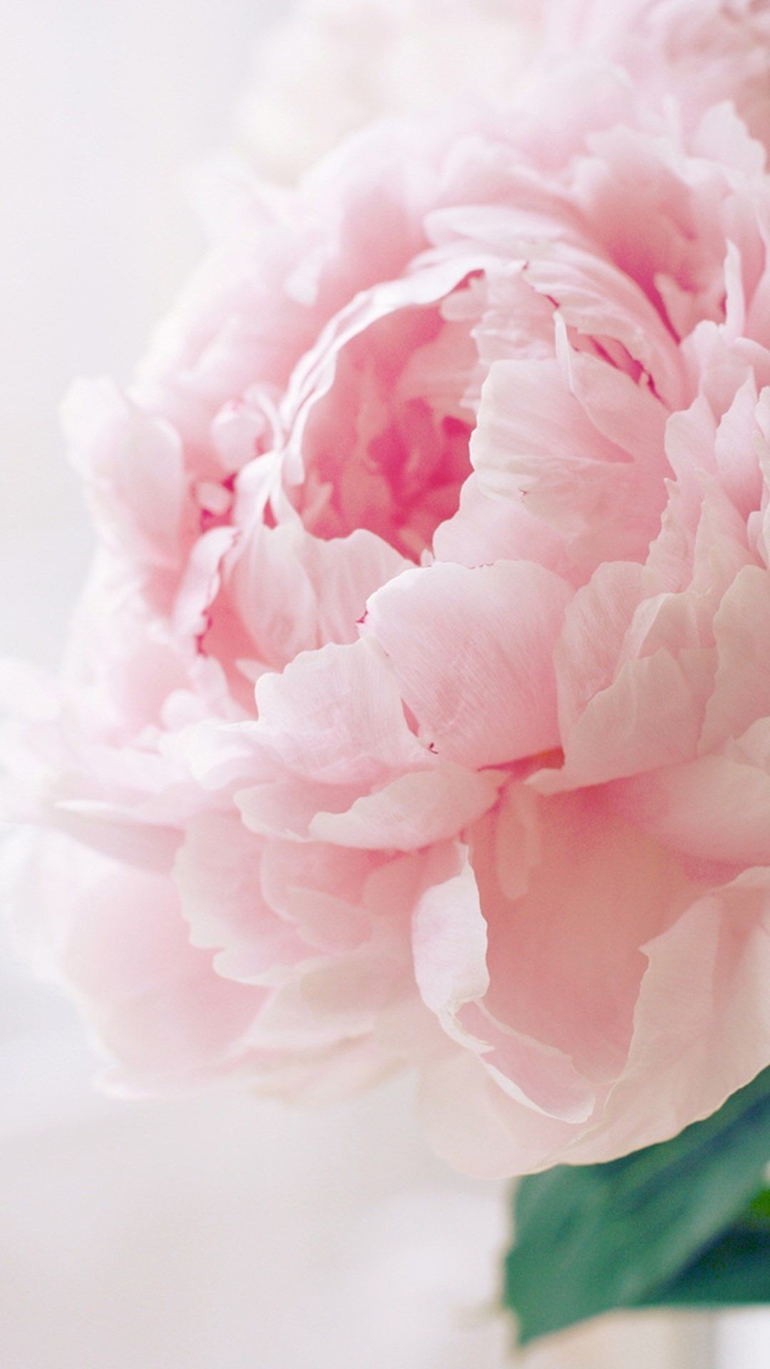 Peony Wallpaper (60+ images)