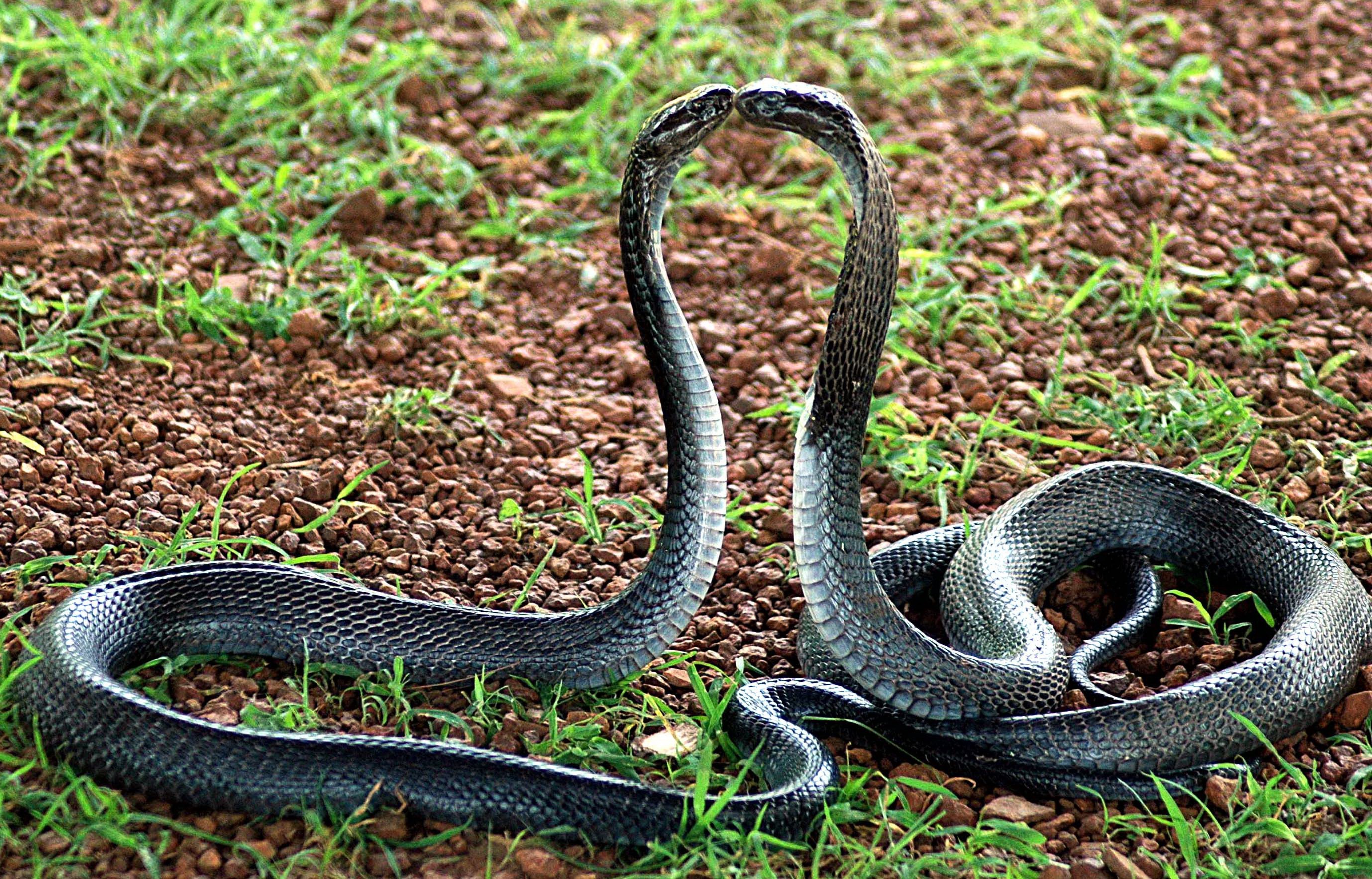 Image result for indian cobra snake