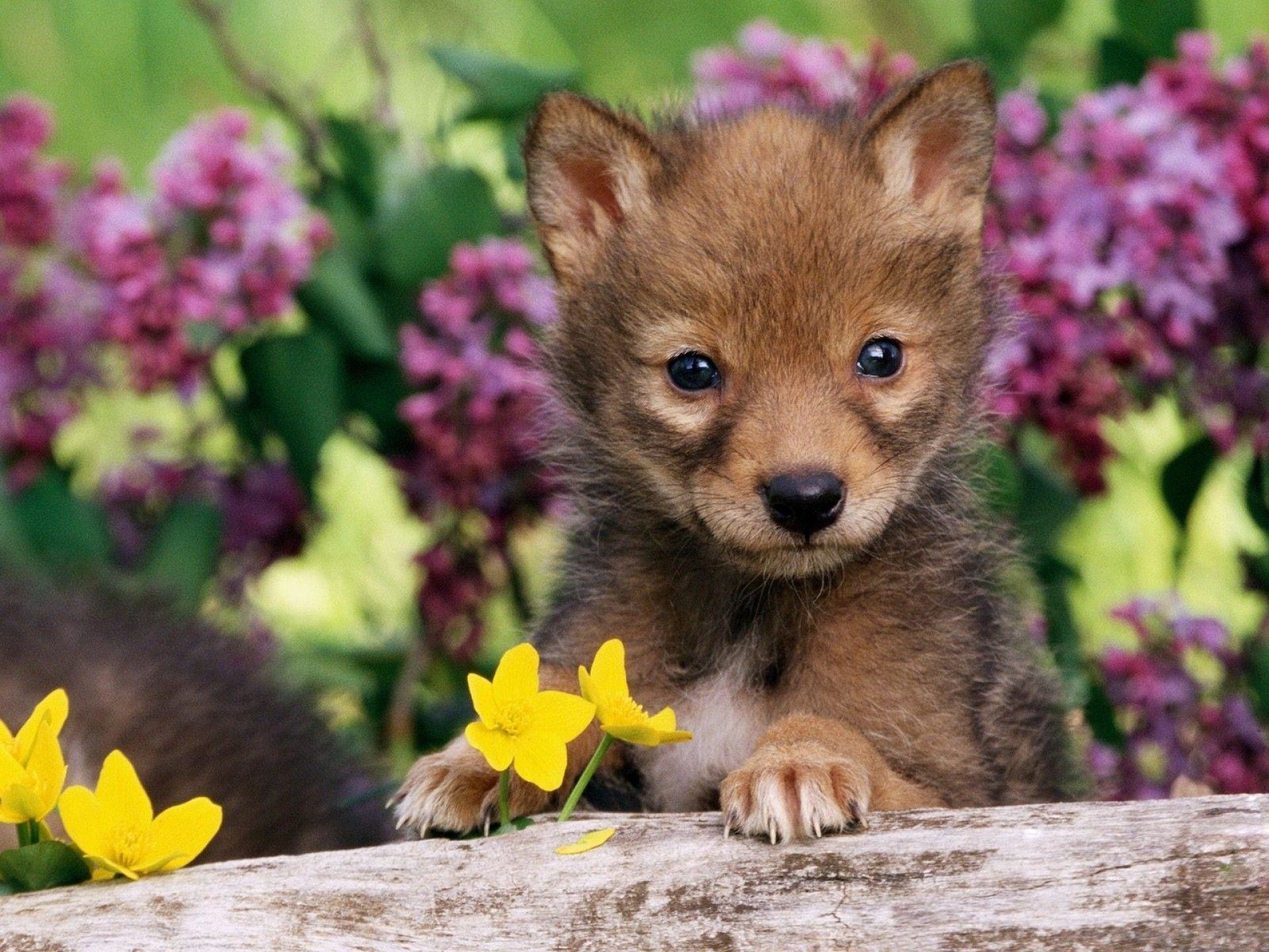 Cute Baby Wolf Wallpaper 58 Images
