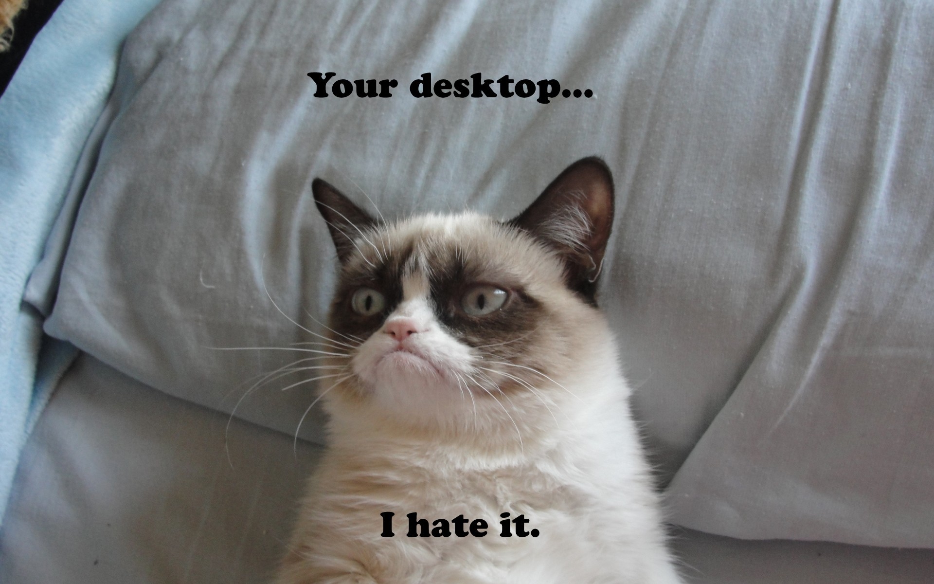 Funny Cat Wallpapers for Desktop (69+ images)
