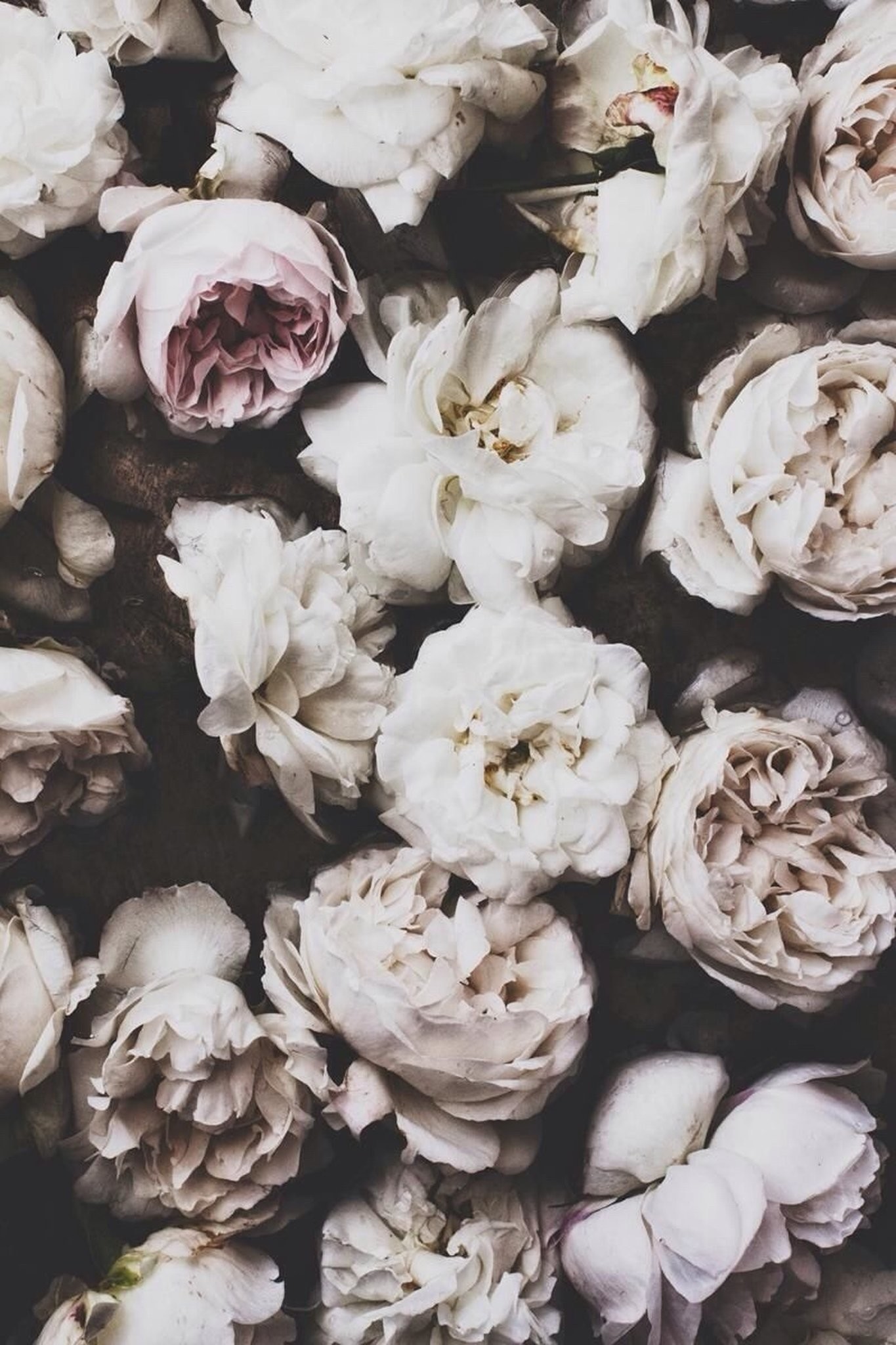 White Peony Wallpaper (59+ images)