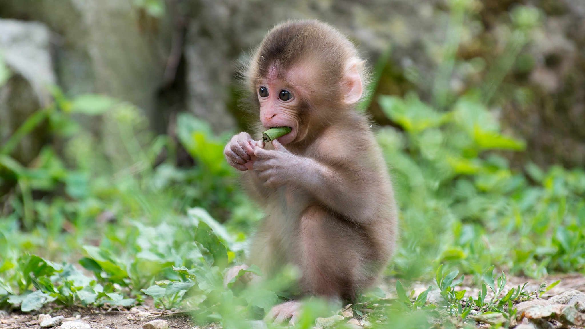 Baby Monkey Wallpaper (72+ images)