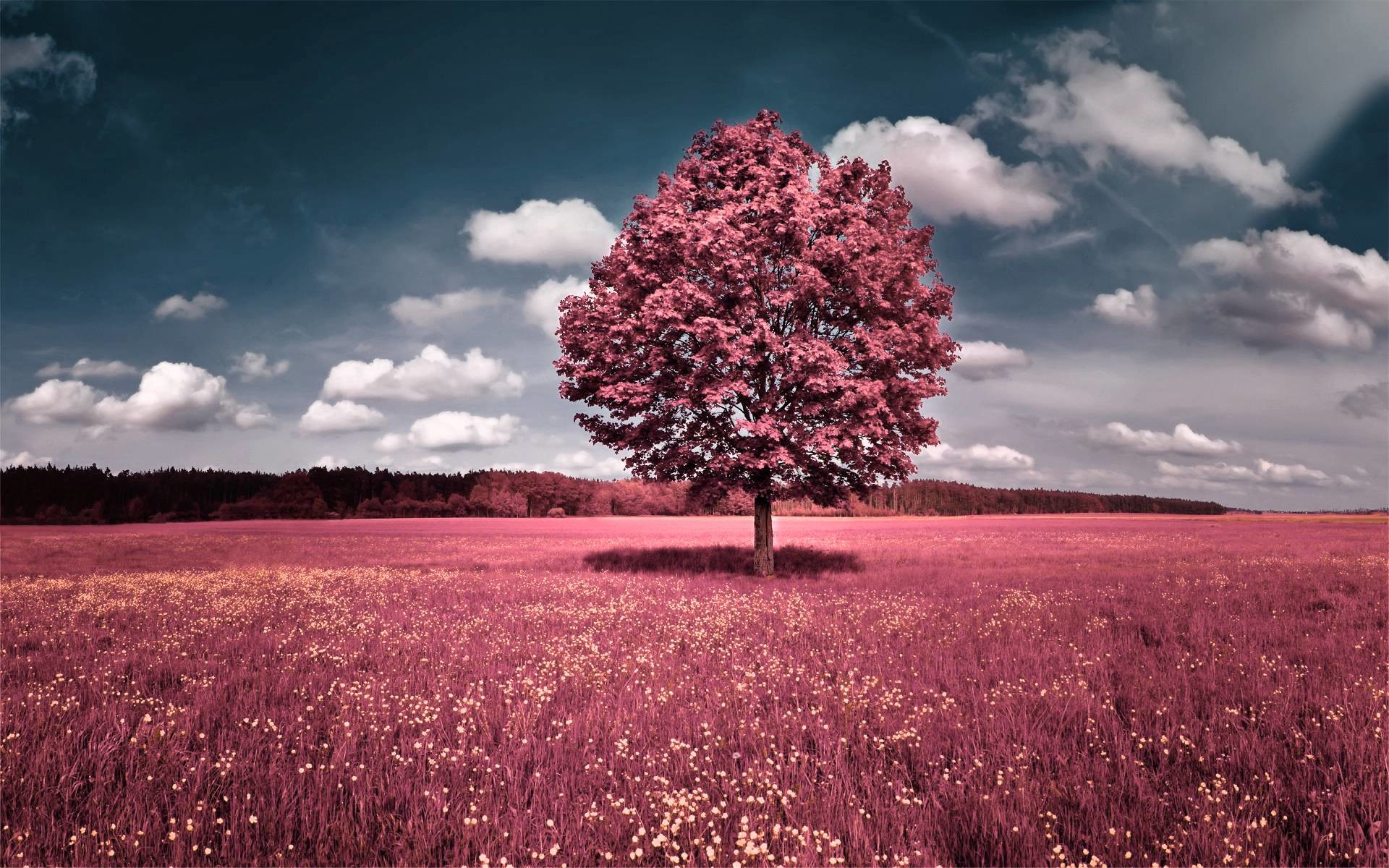 Pretty Nature Backgrounds (59+ images)