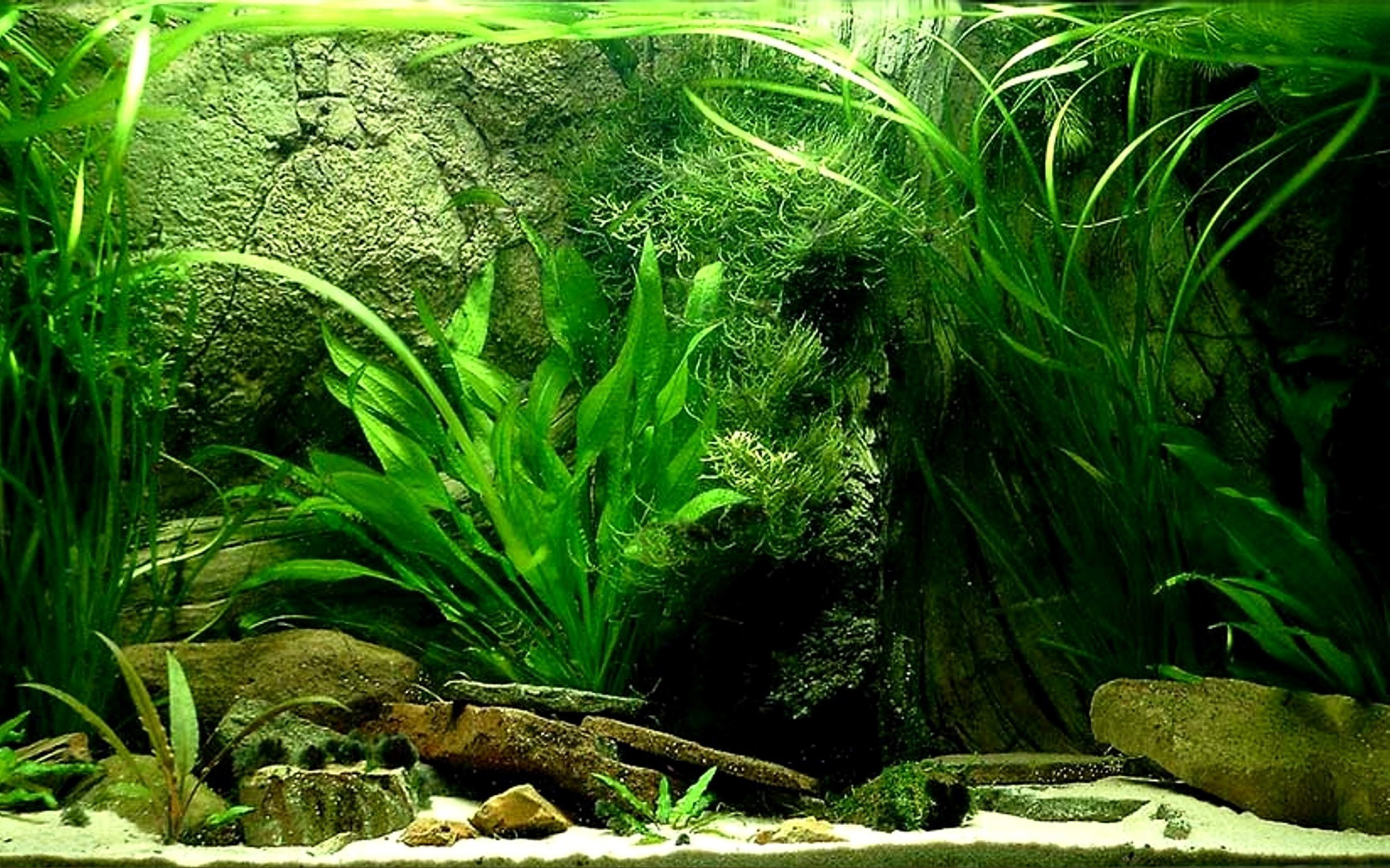 Fish Tank Wallpaper 68 Images 