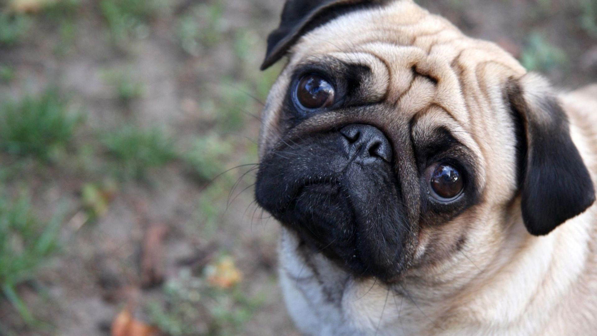 Cute Pug Wallpapers (69+ images)