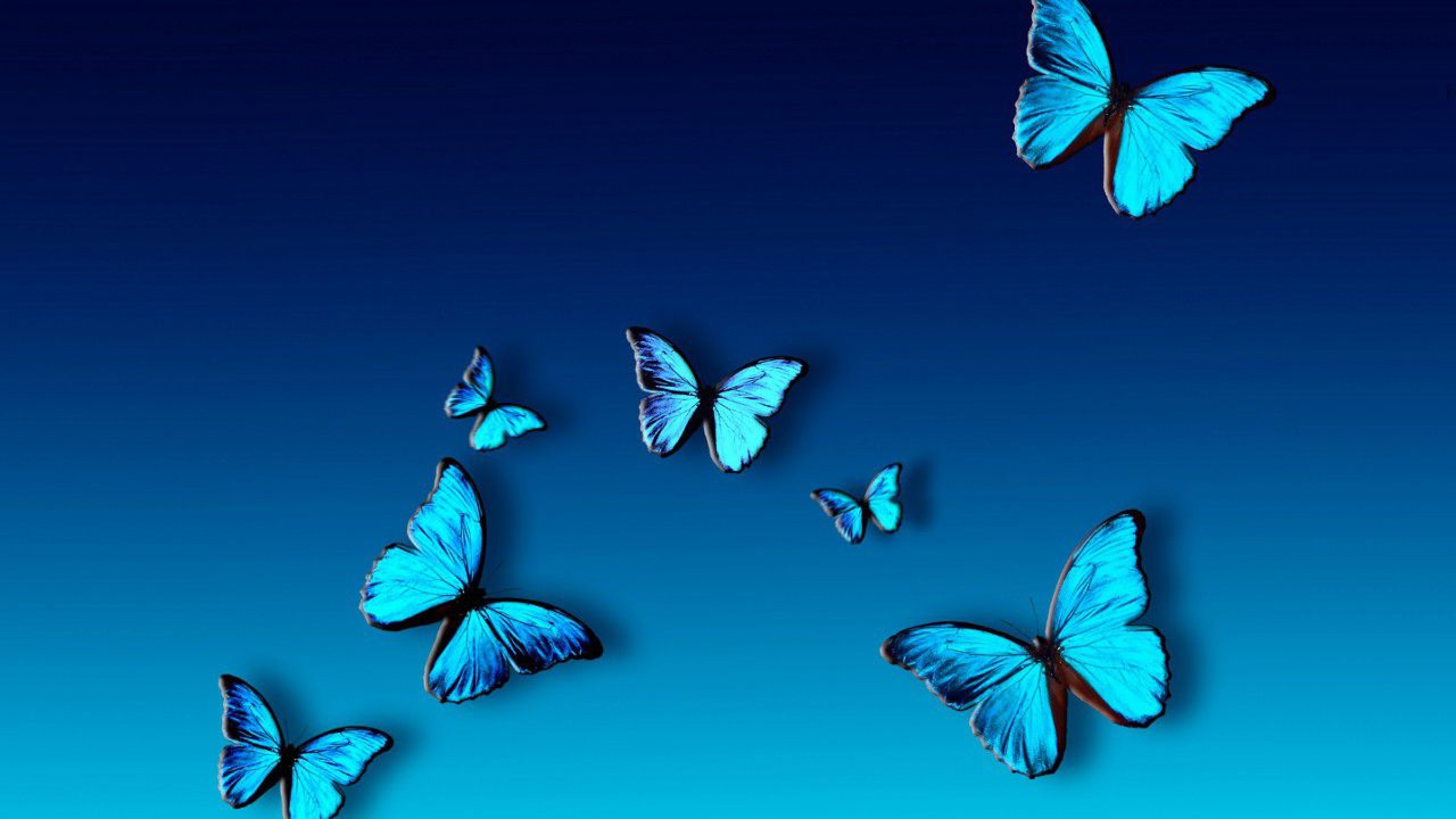 Blue Butterfly HD Wallpaper 70 Images Blue Butterfly HD Wallpaper 70 Images