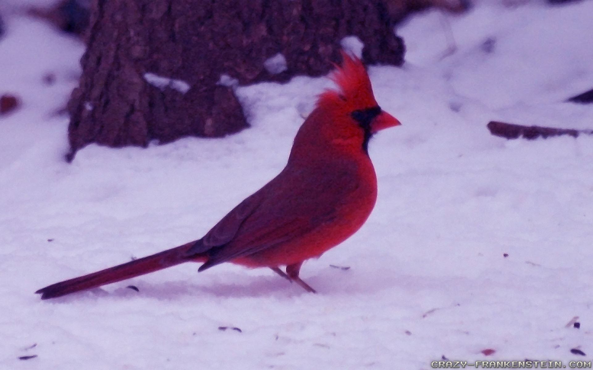 Cardinal Birds in Snow Wallpaper (47+ images)