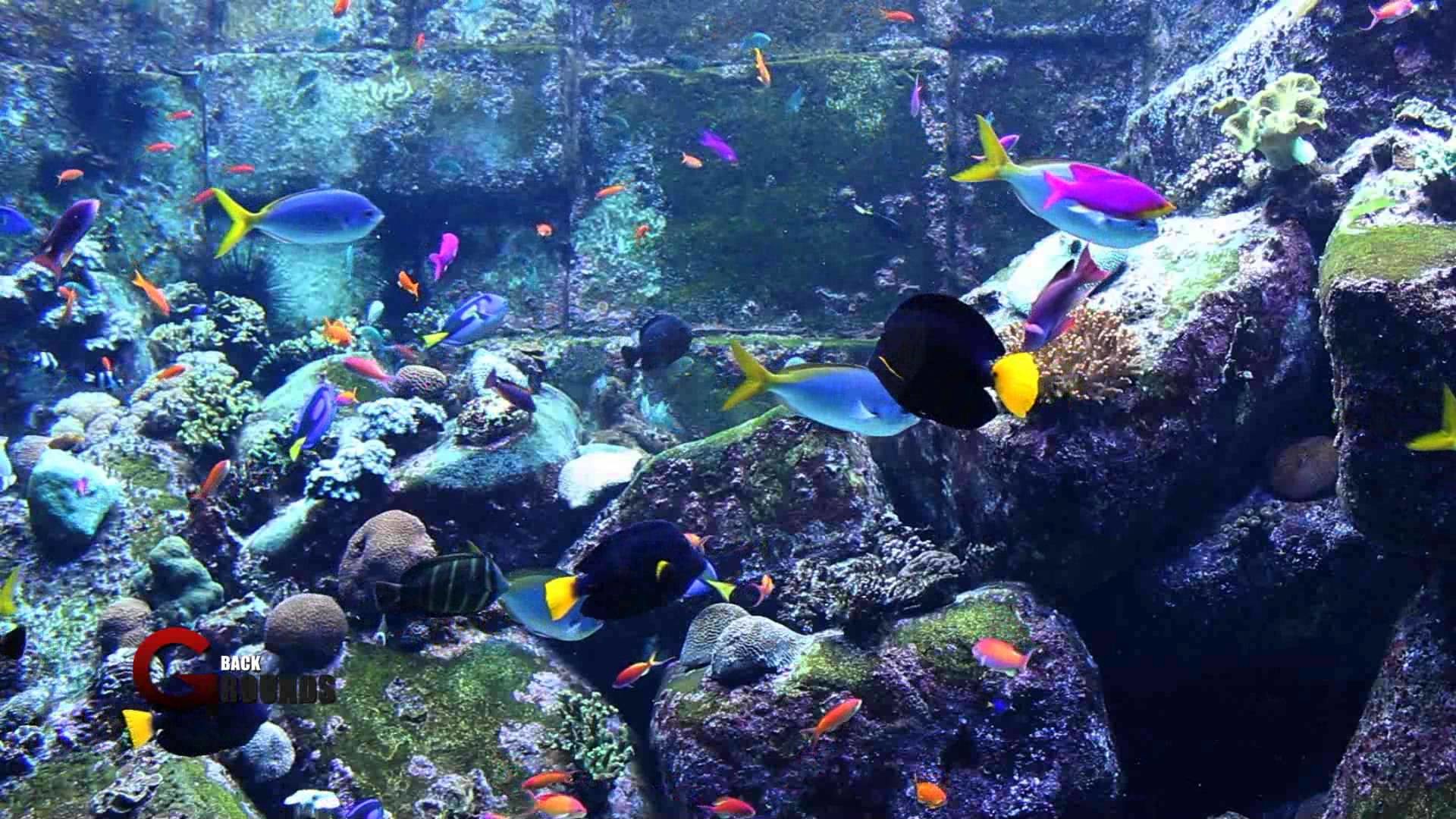 Aquarium Desktop Wallpaper 62 Images