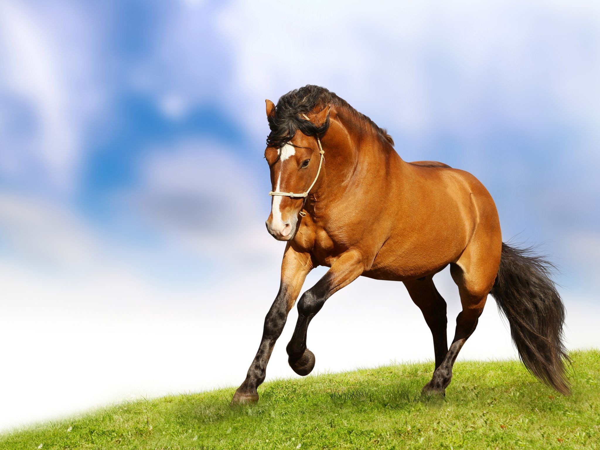 Cute Horse Wallpapers (68+ images)