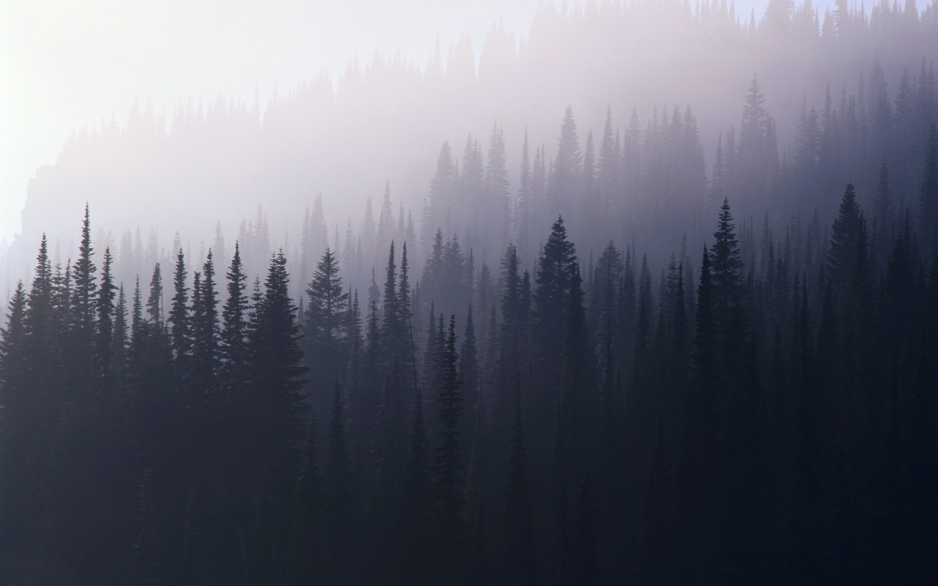 foggy forest wallpapers hd on aesthetic foggy forest wallpapers