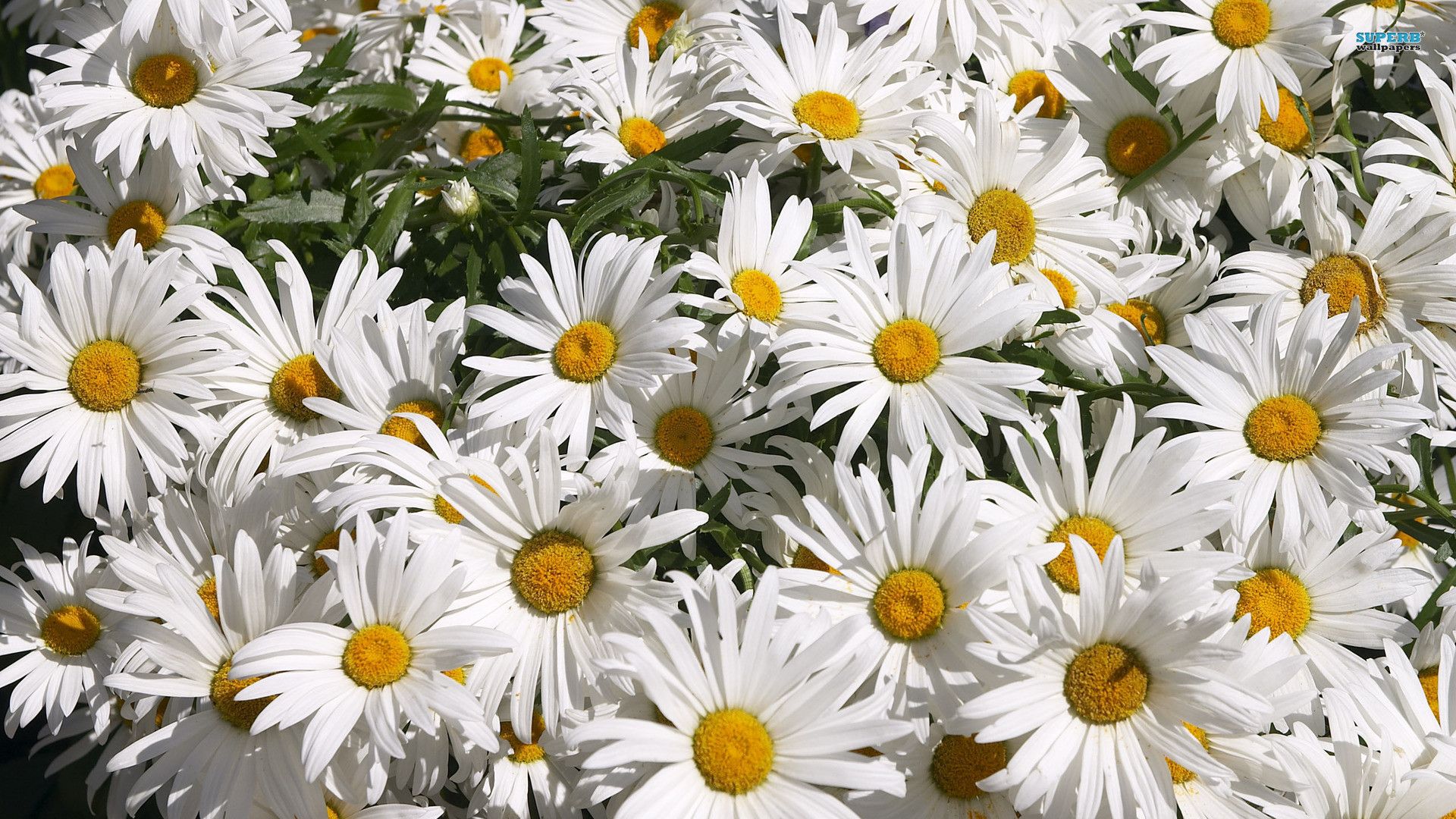 Daisy Flower Wallpaper (57+ images)
