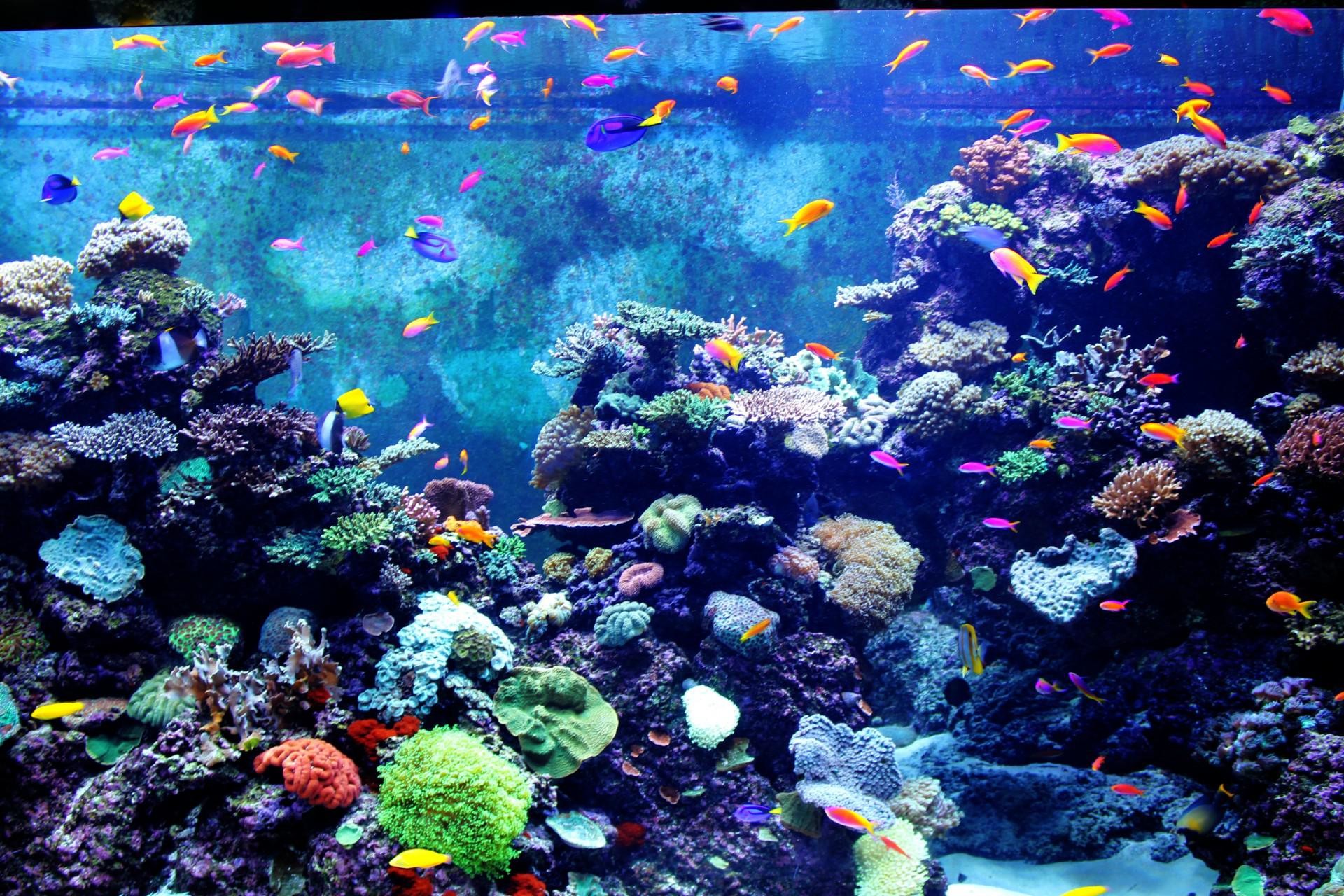 3D Wallpaper Live Fisch Aquarium - 50+ 3D Aquarium Wallpaper on