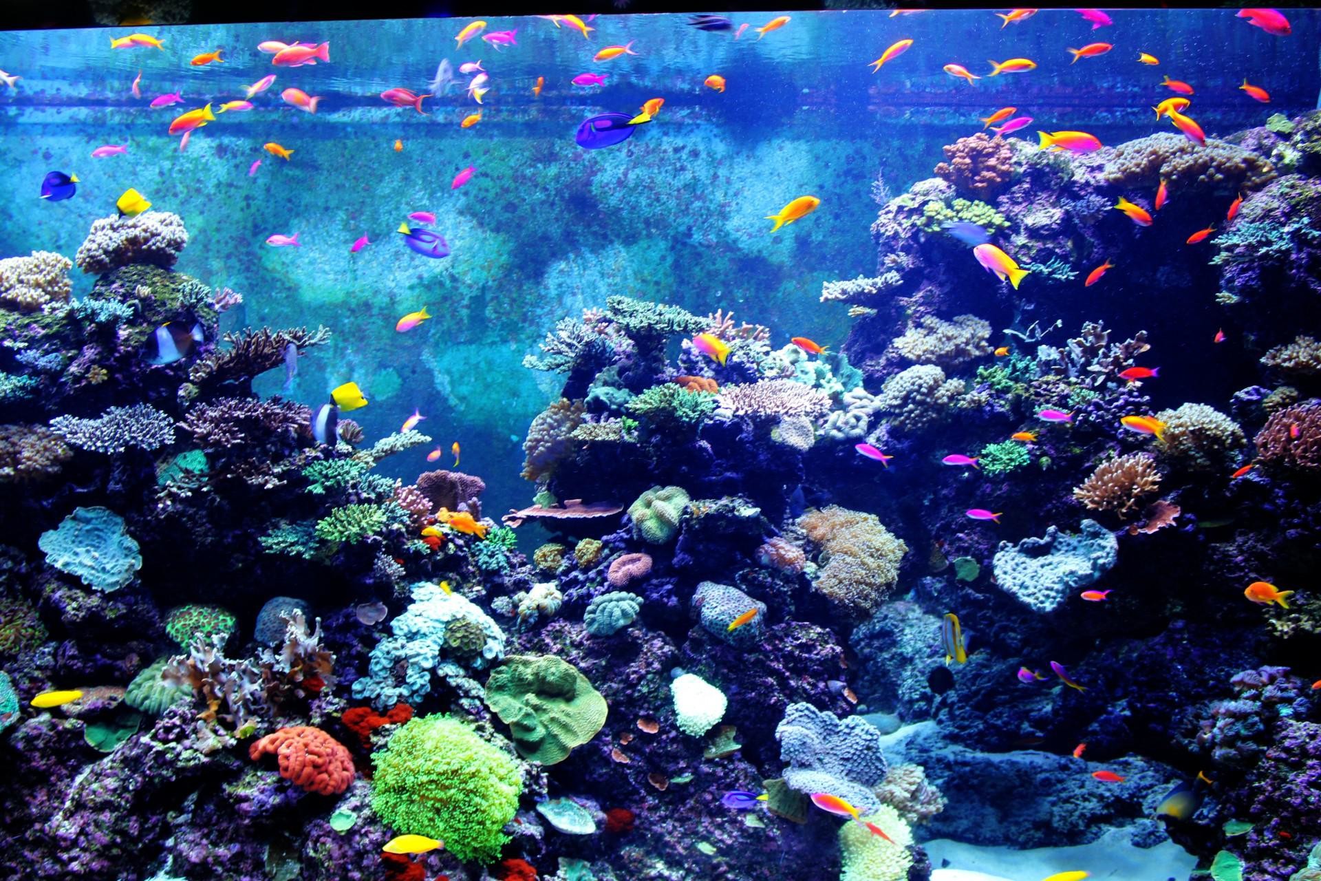 3d-fish-tank-background-for-your-computer-carrotapp