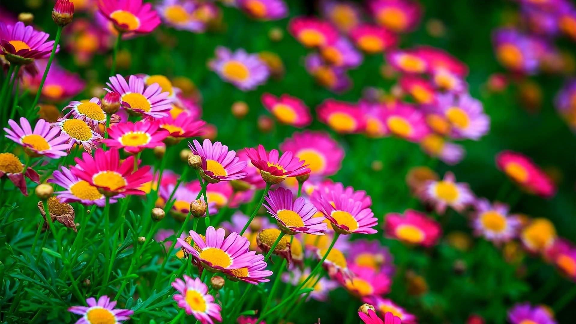 Beautiful Flowers Wallpaper 60 Images Beautiful Flowers Wallpaper 60 Images