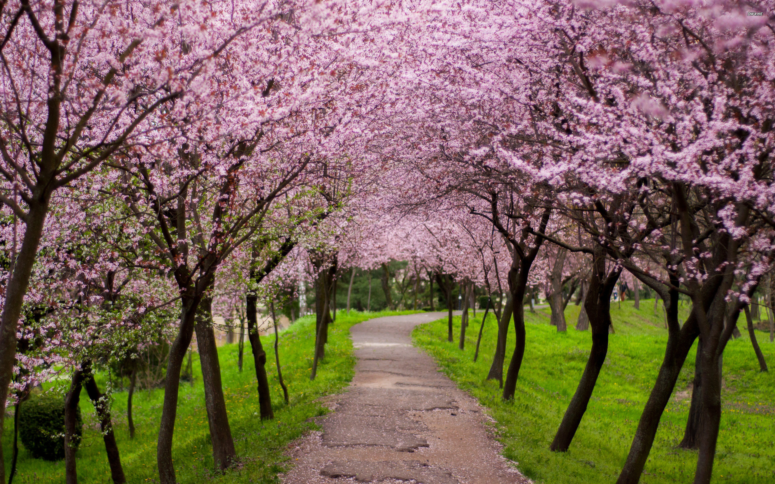 Cherry Blossom Desktop Wallpaper (80+ images)