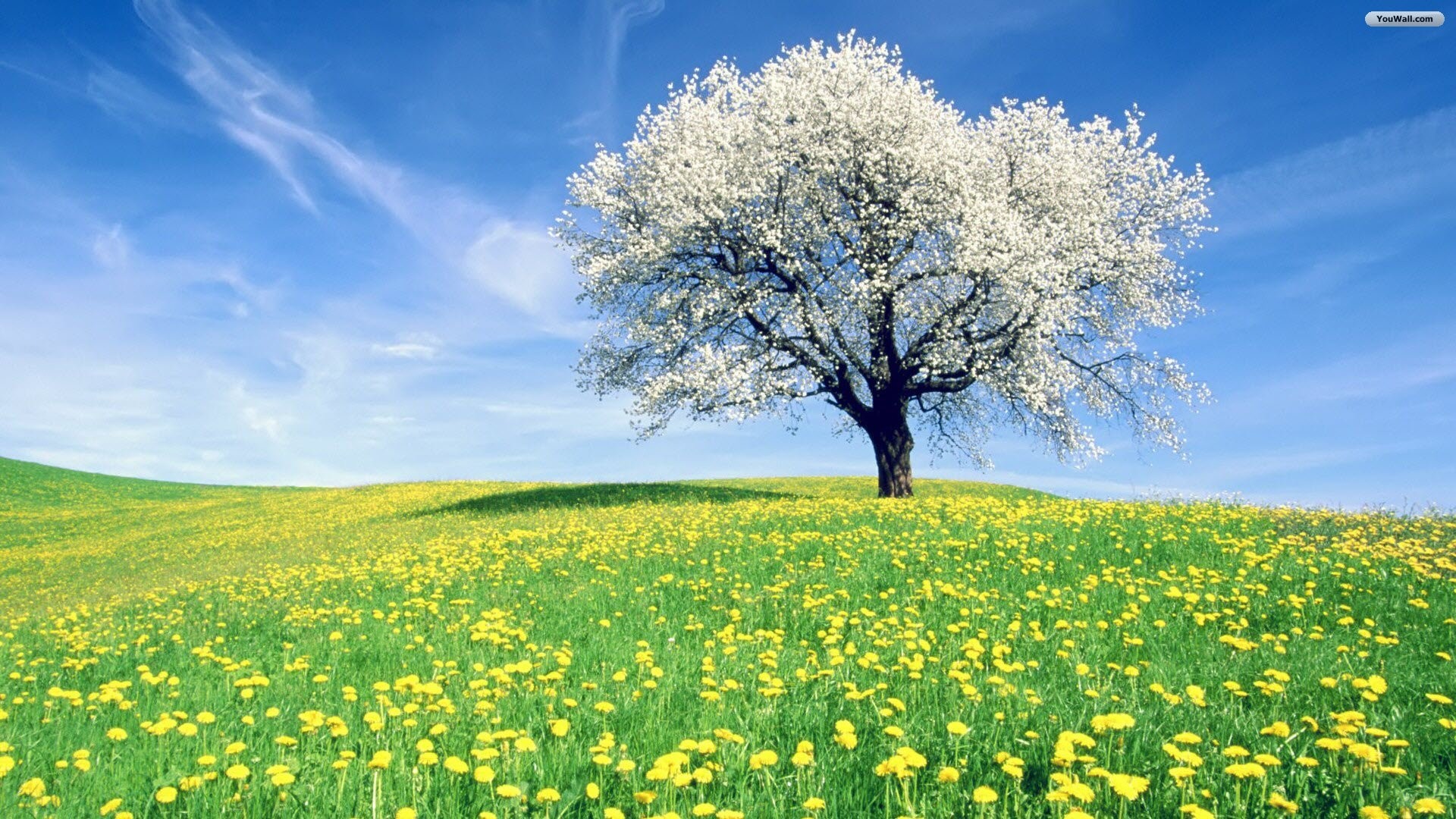 Spring Meadow Wallpaper (63+ images)