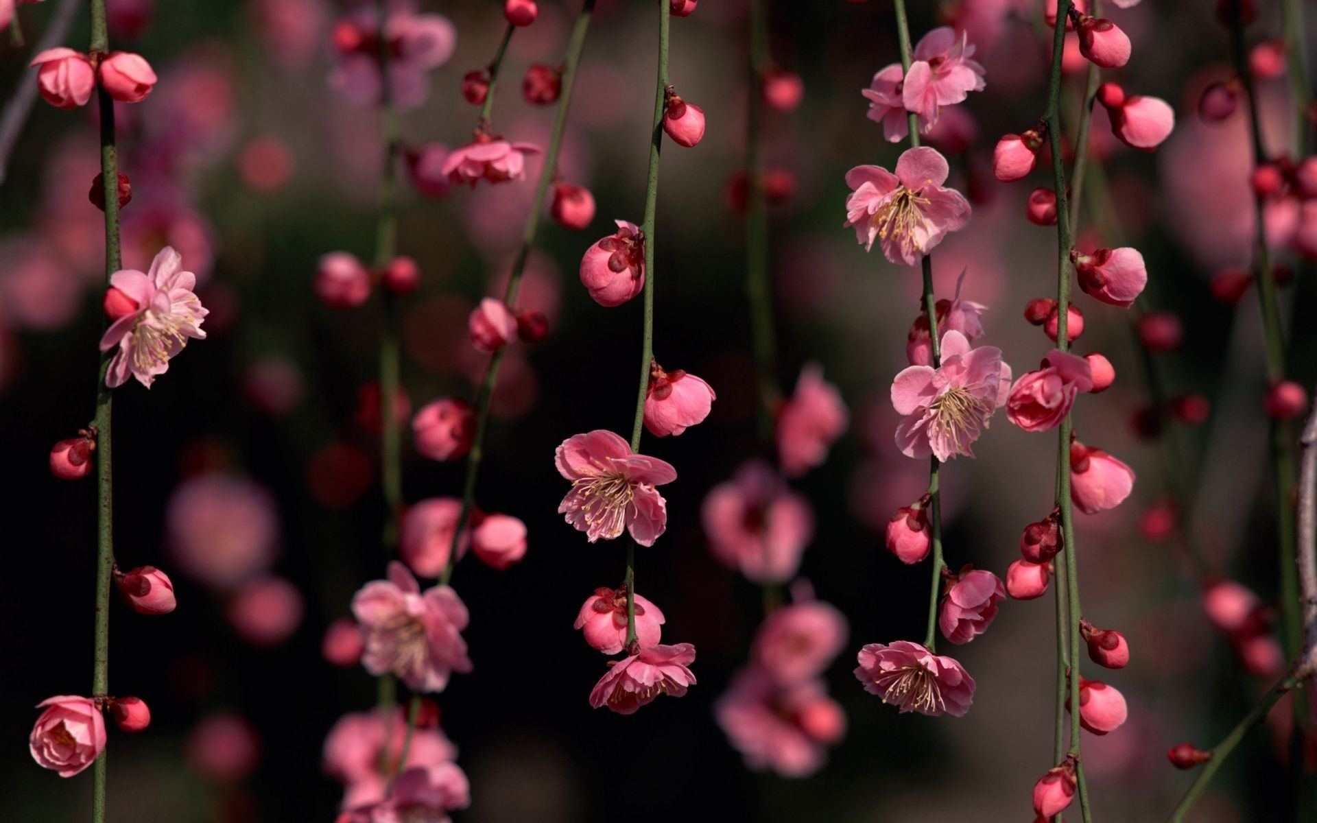 Pink Desktop Backgrounds 53 Images 