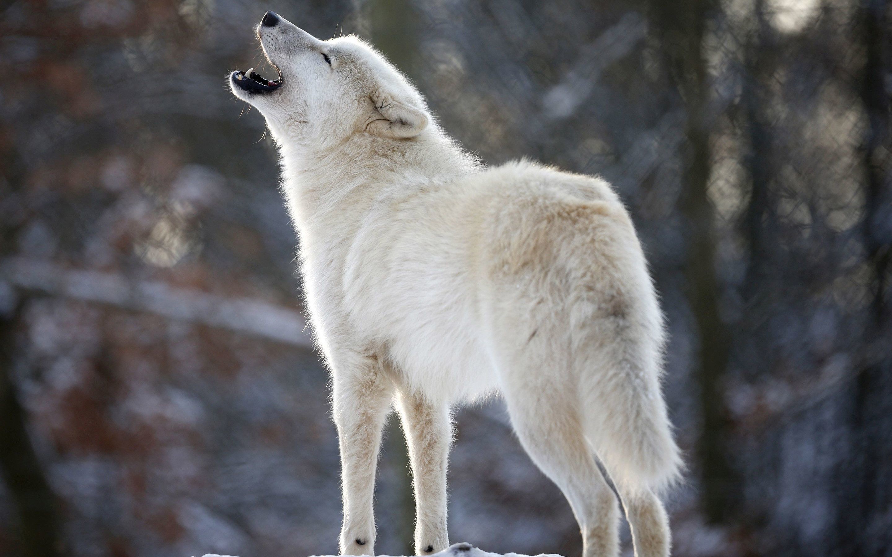 Wolves Howling Wallpaper 68 Images 