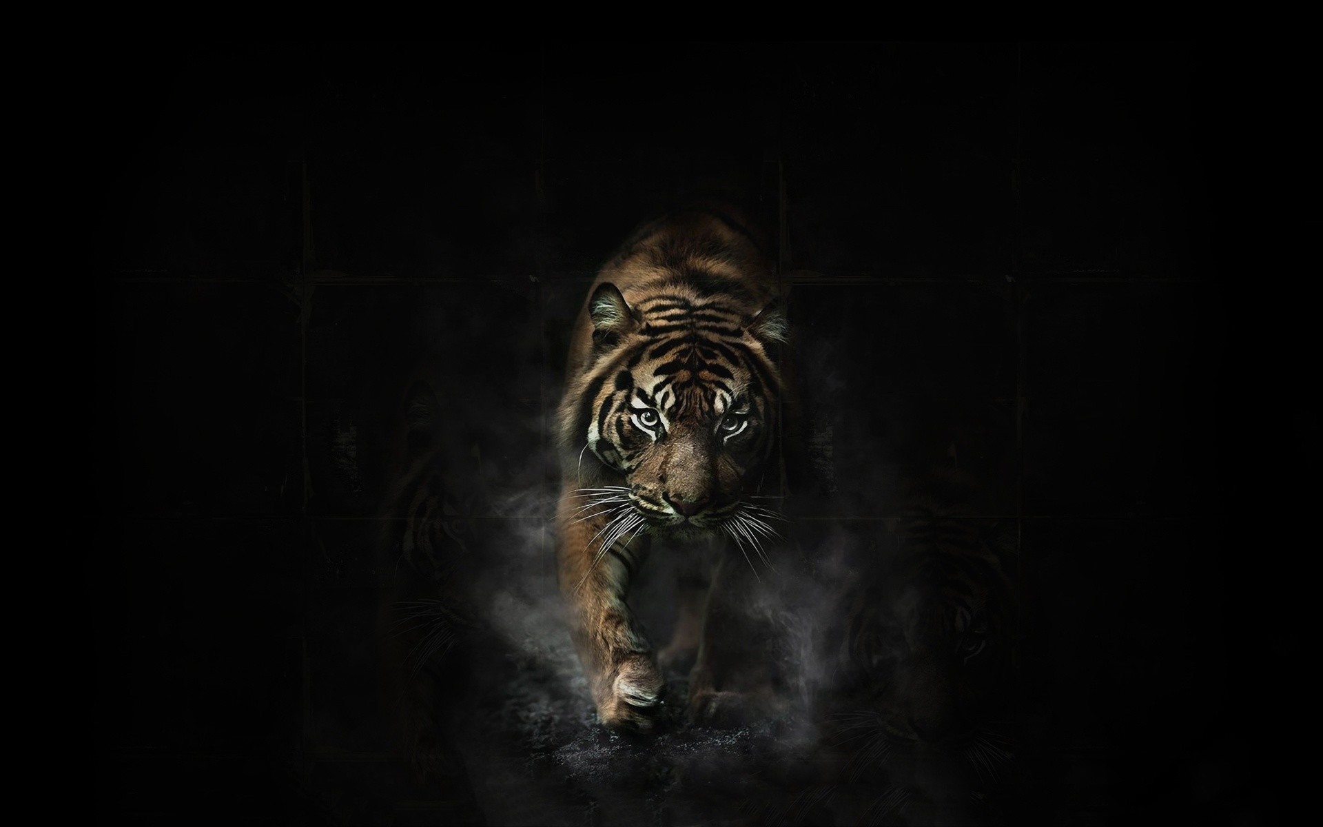 Black and White Tiger Wallpaper (60+ images)