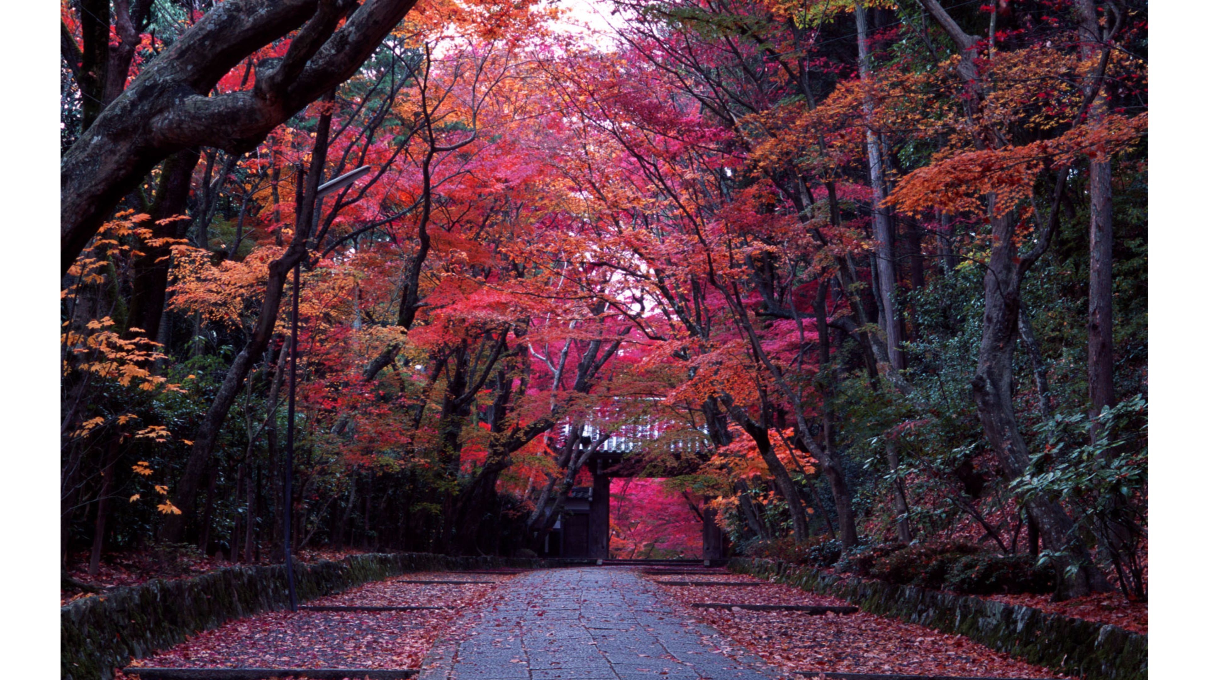 Japan Wallpaper 4K 67 Images Japan Wallpaper 4K 67 Images