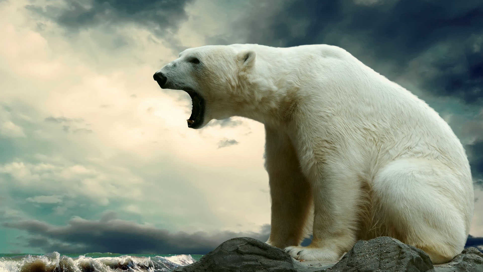 Polar Bears Wallpapers (61+ images)