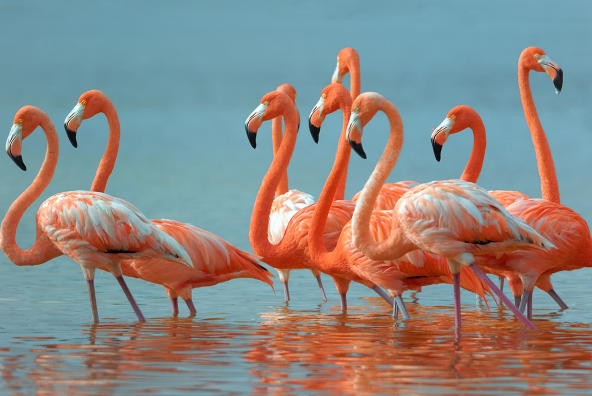 Flamingo Wallpaper 54 images 