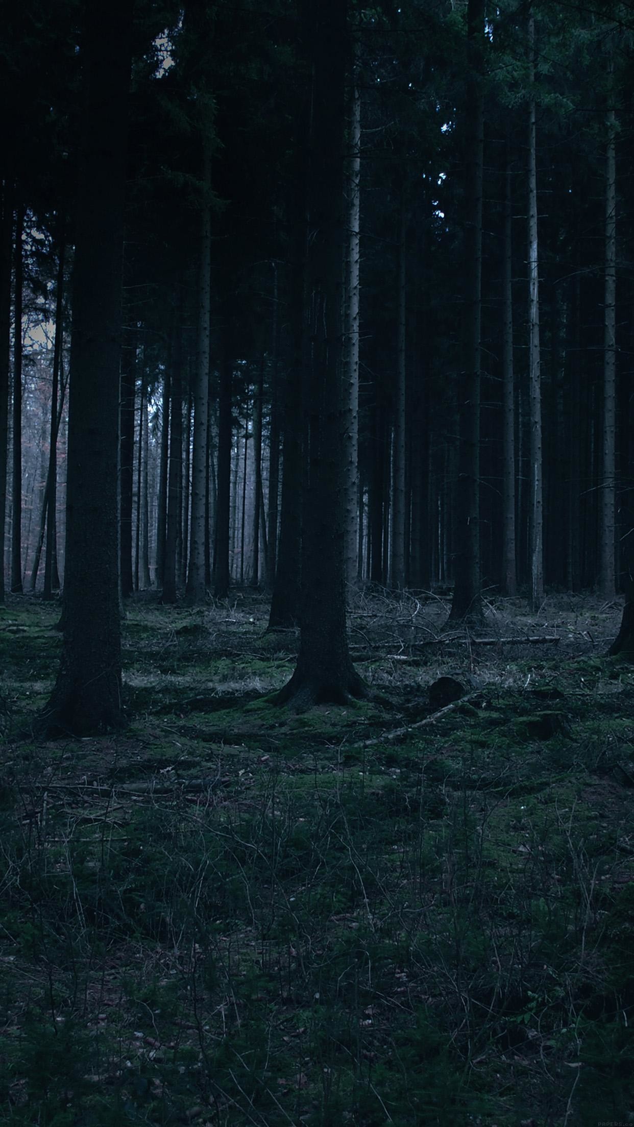 Dark Scary Forest Wallpaper (64+ images)