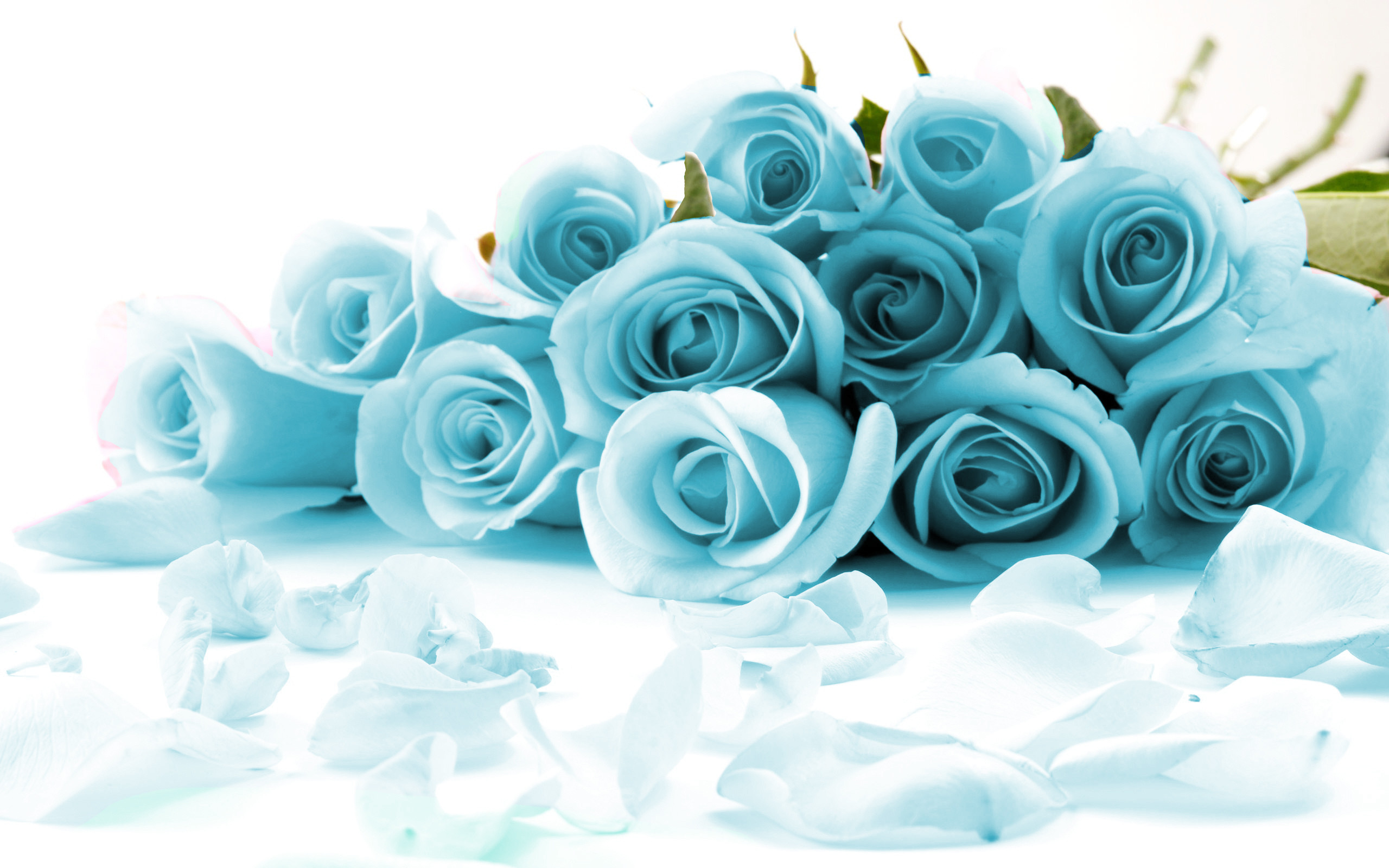 Blue Roses Background (48+ images)