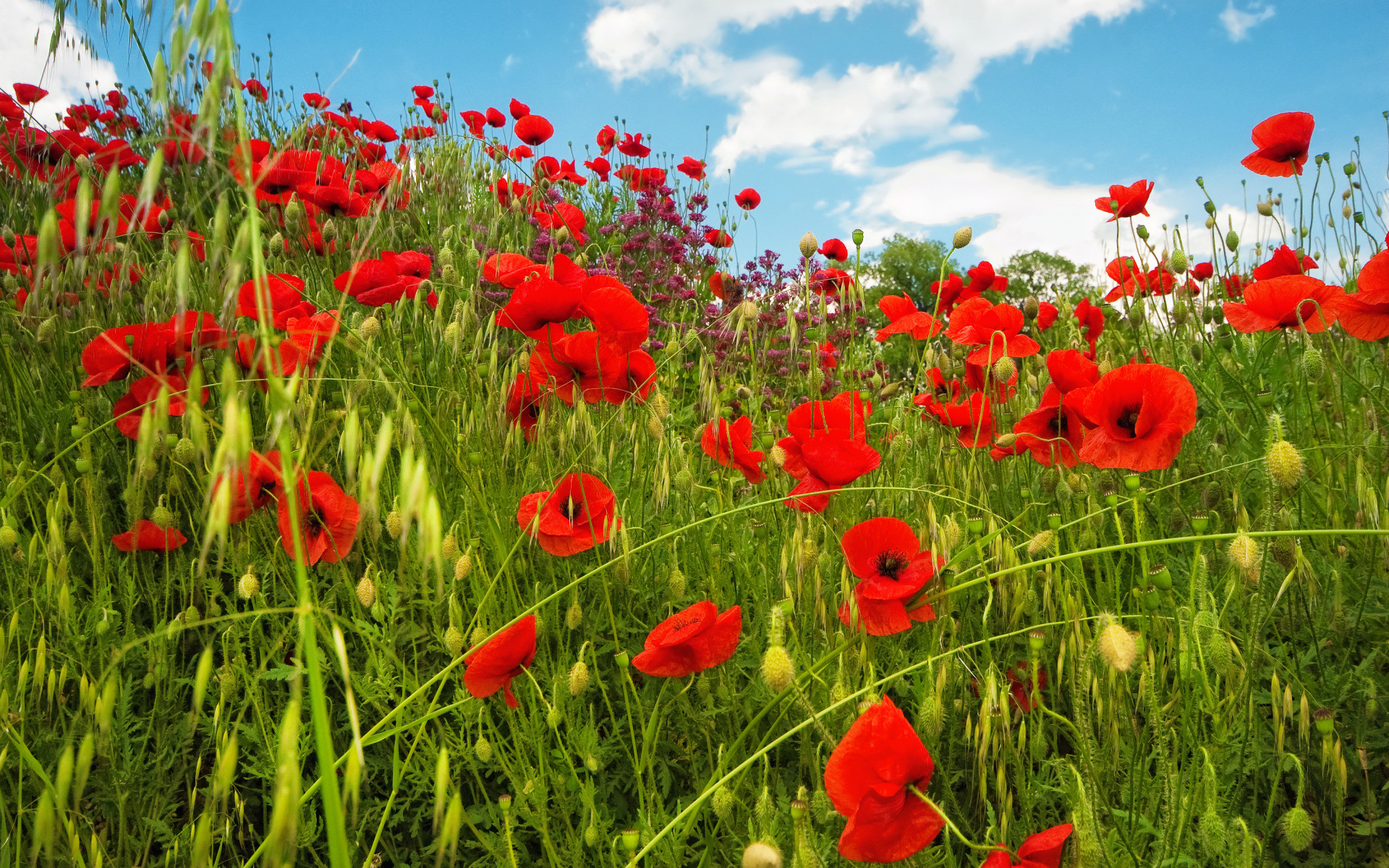 Field of Poppies Wallpaper (50+ images)