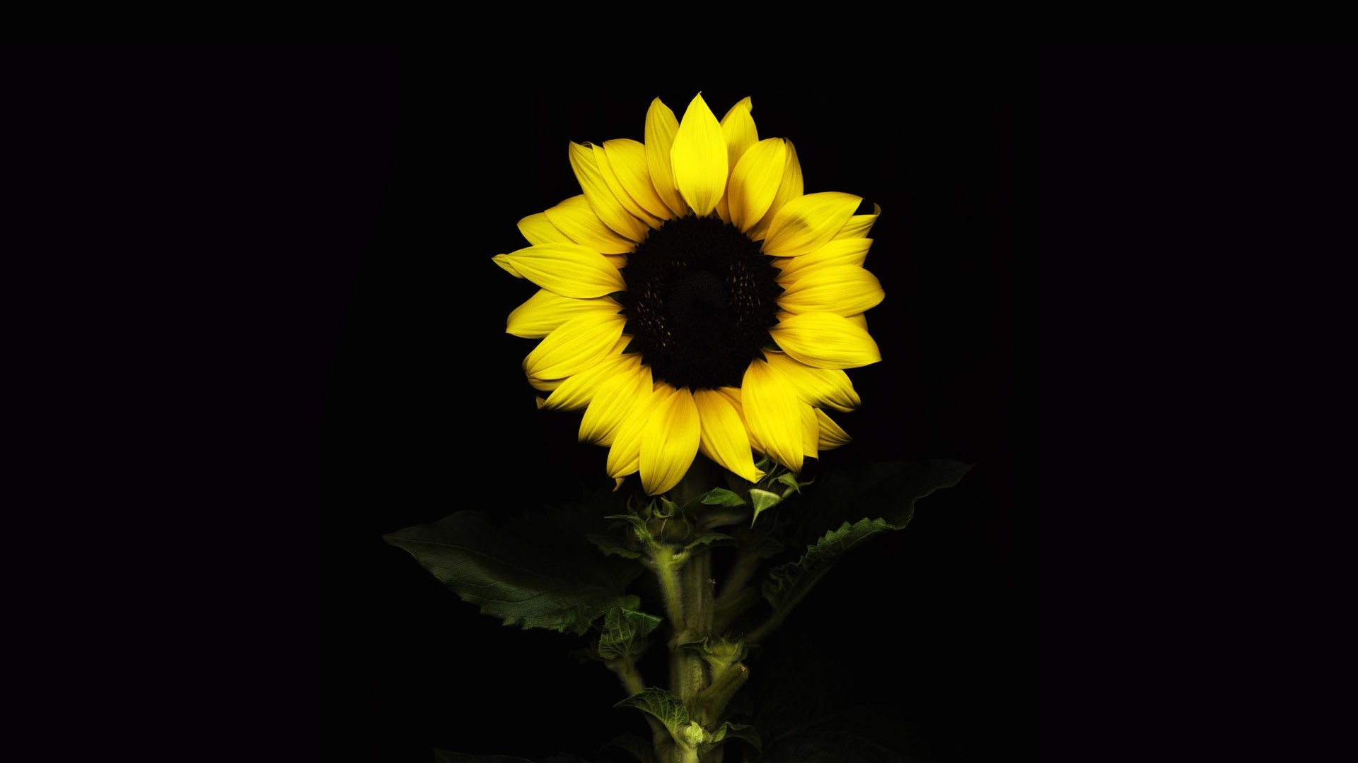 1920x1080 9. sunflowers-wallpaper-HD9-600x338