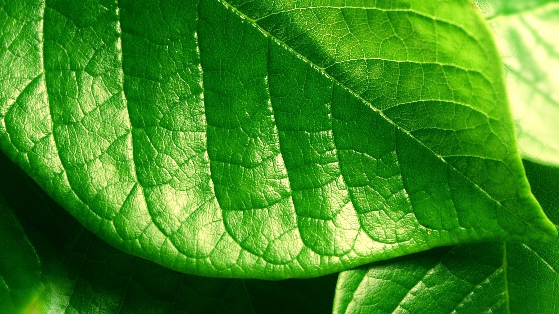 Green Leaves Wallpaper (66+ images)