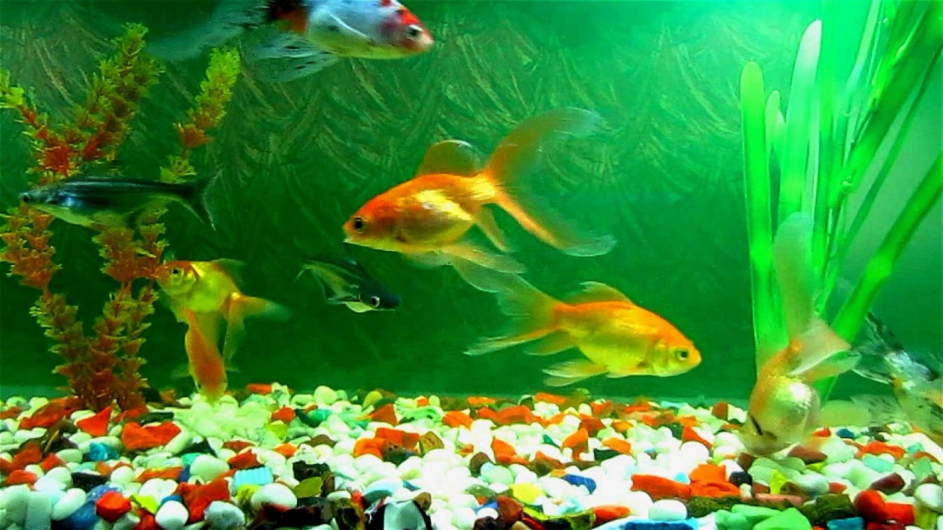 Fish Tank Wallpaper Images