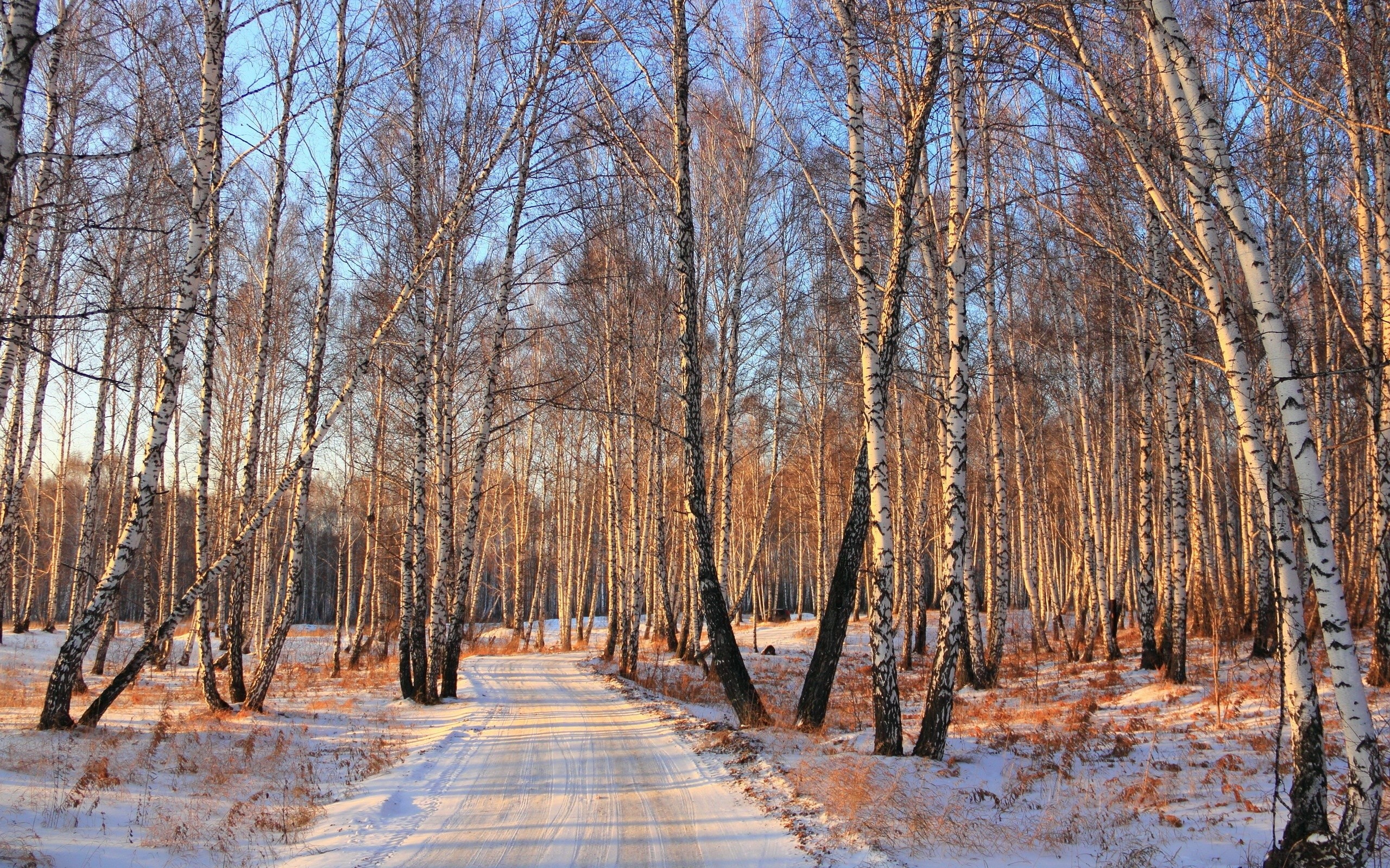 Winter Woods Wallpaper (54+ images)