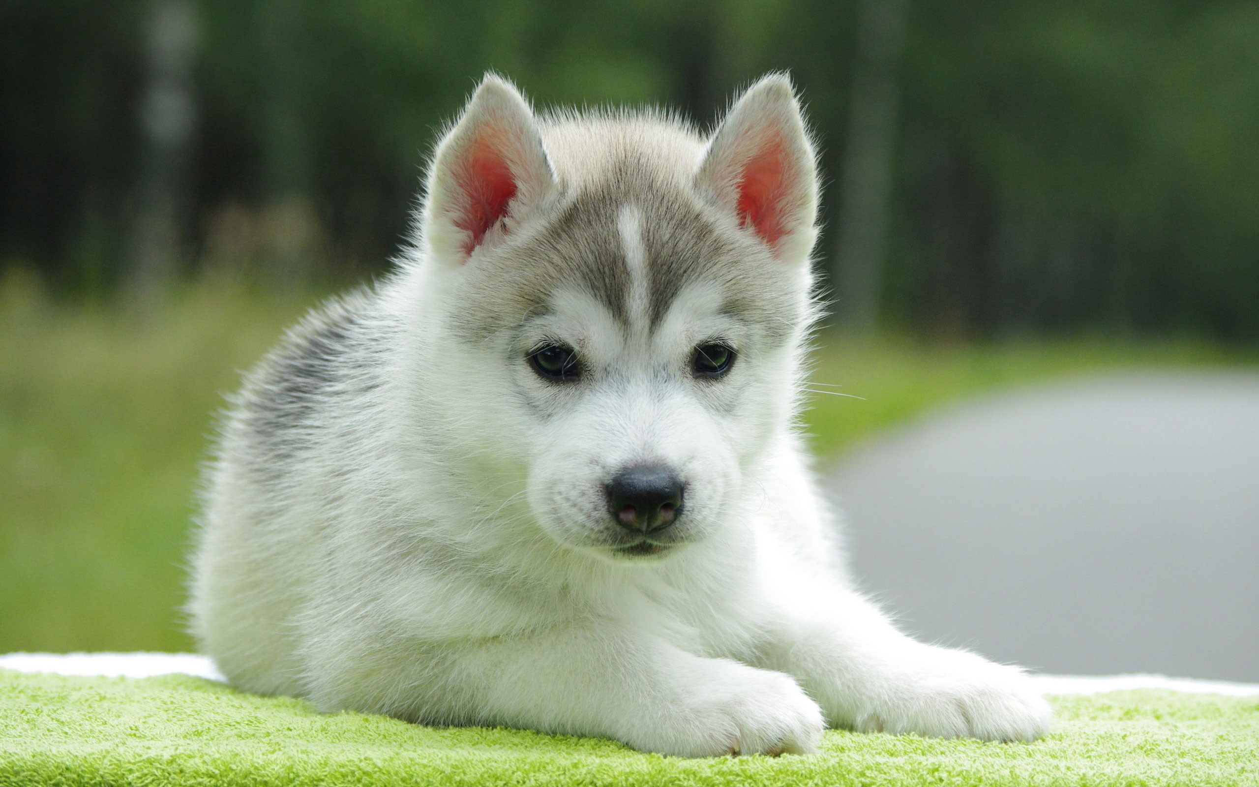 Puppy Wallpapers and Screensavers (42+ images)