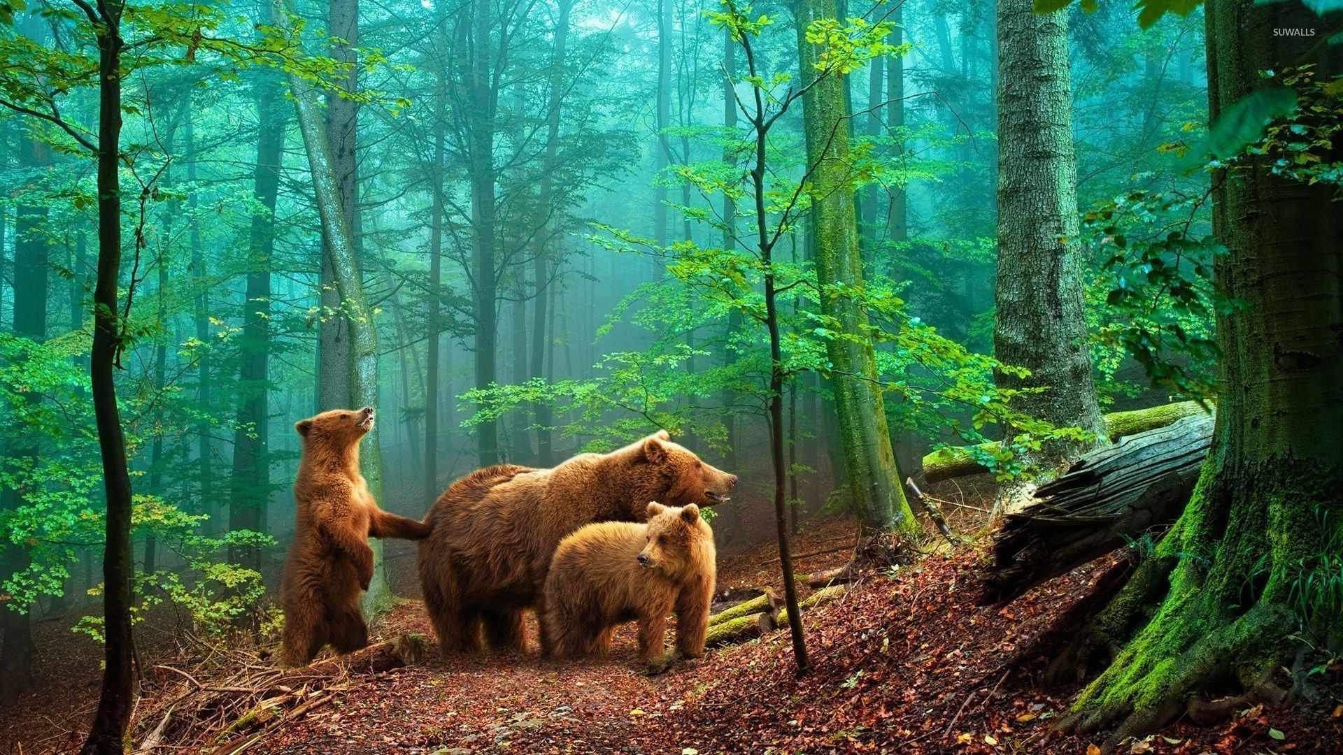 Forest Animal Wallpaper 60 Images Forest Animal Wallpaper 60 Images