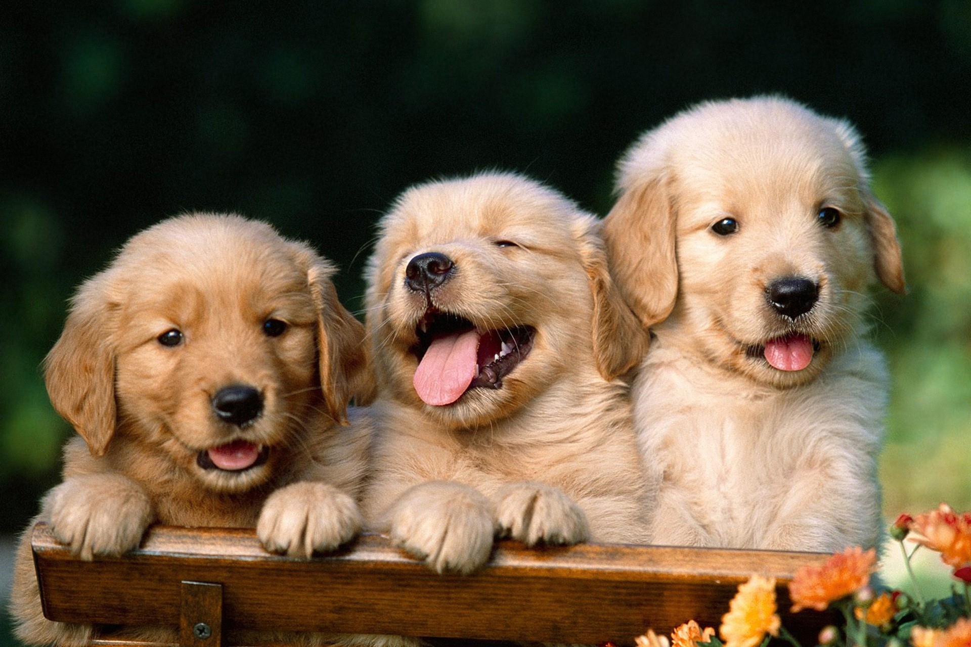 Cute Puppies Hd Wallpapers Collection Desktop Wallpapers - Photos