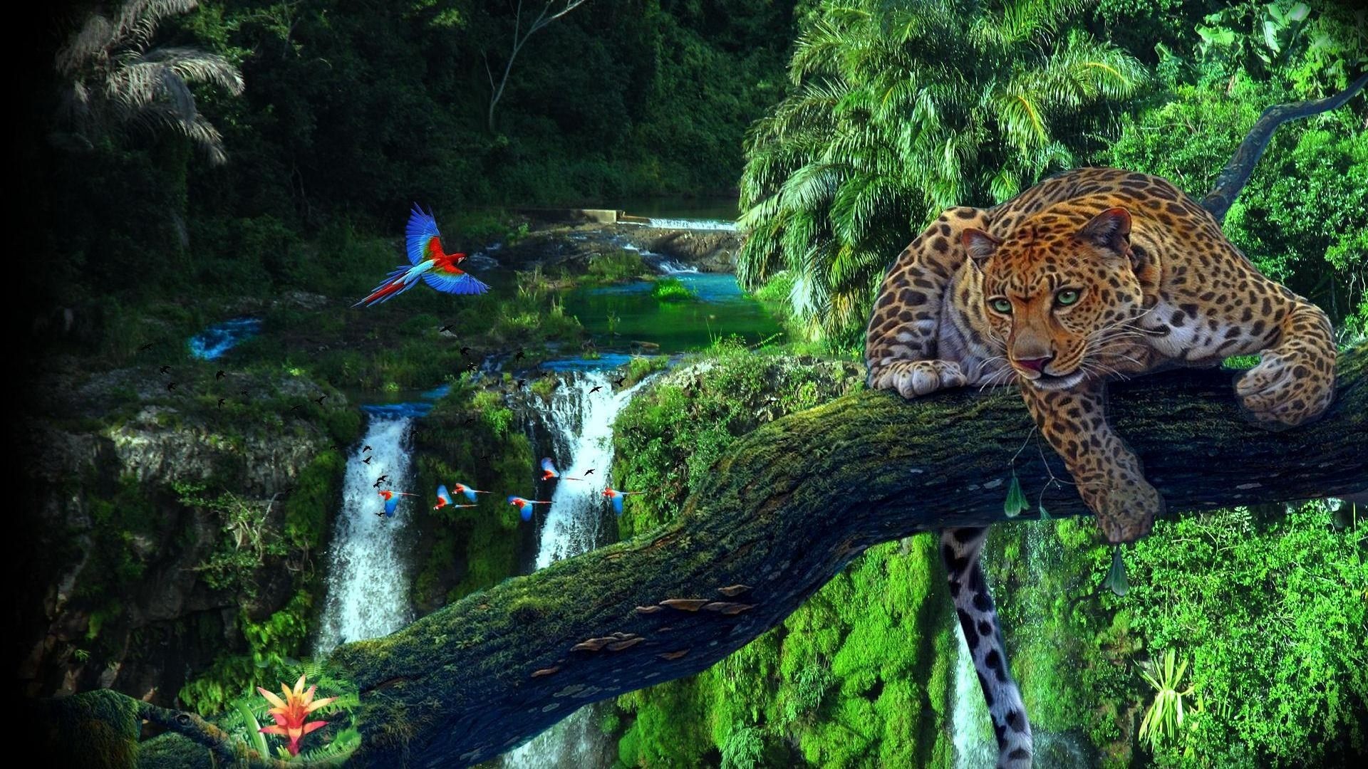 Rainforest Wallpaper Images