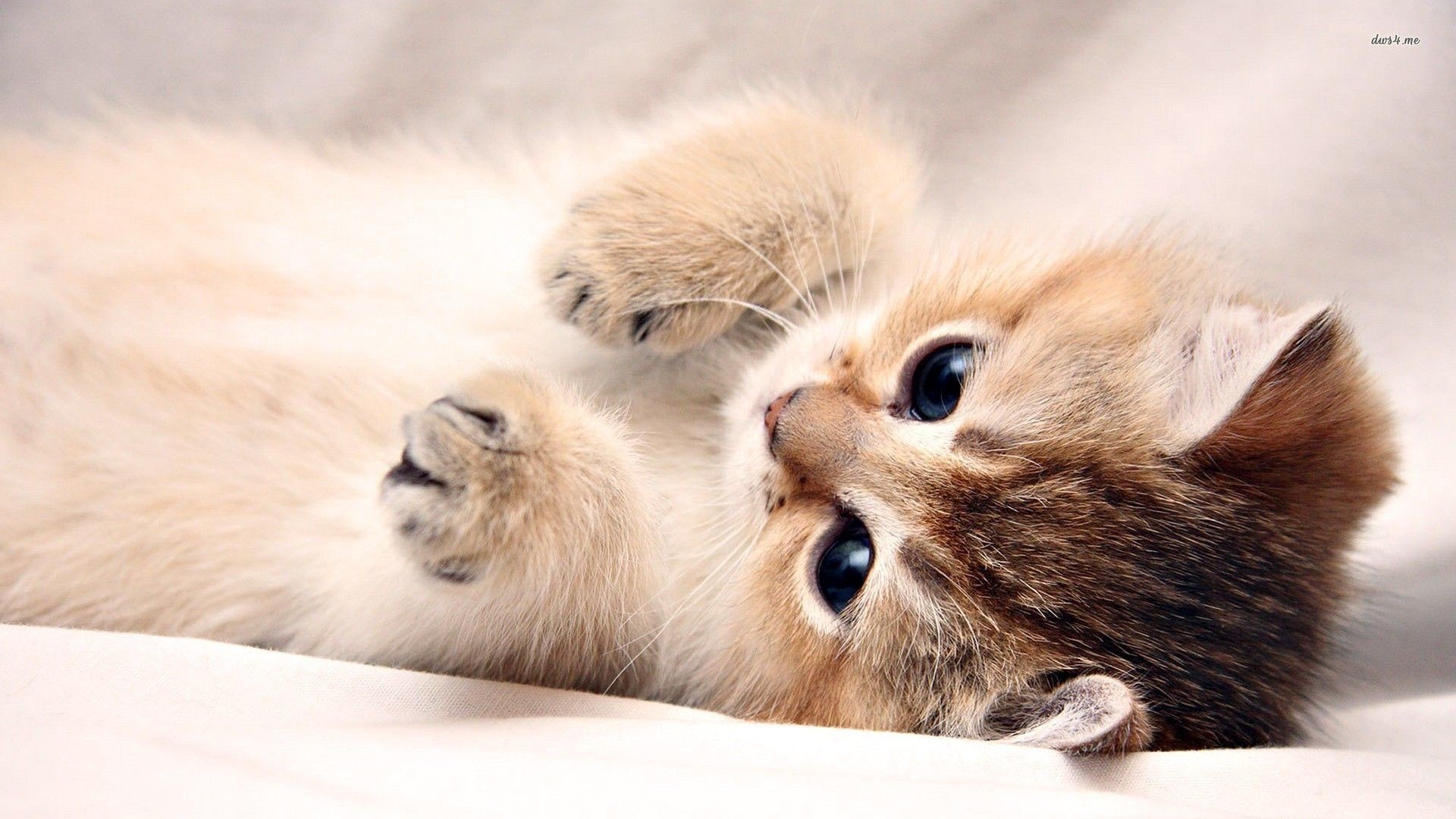 Cute Puppy and Kitten Wallpapers (58+ images)