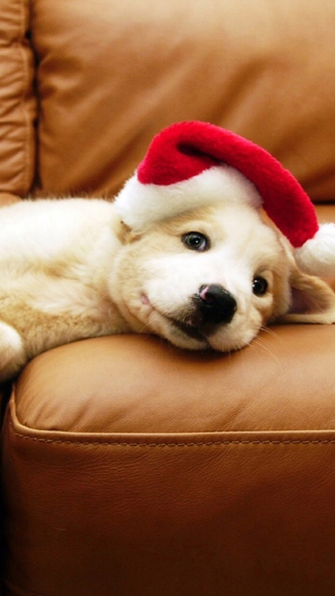 Puppy Christmas Wallpaper (60+ images)