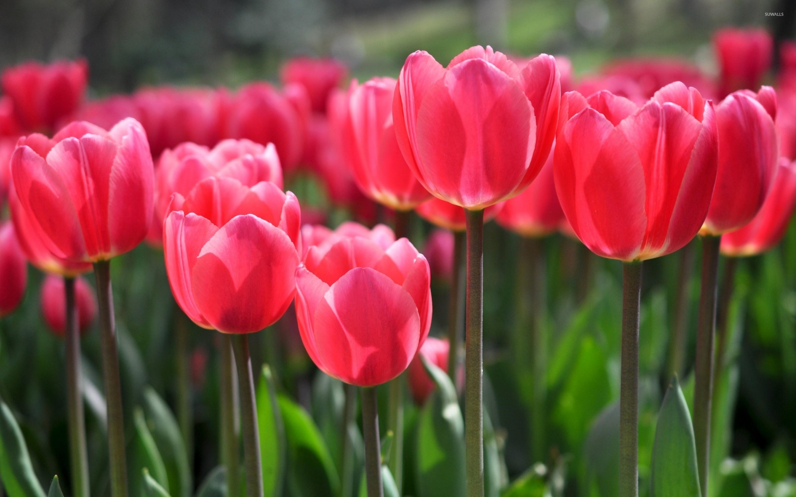 Pink Tulips Wallpaper (68+ images)