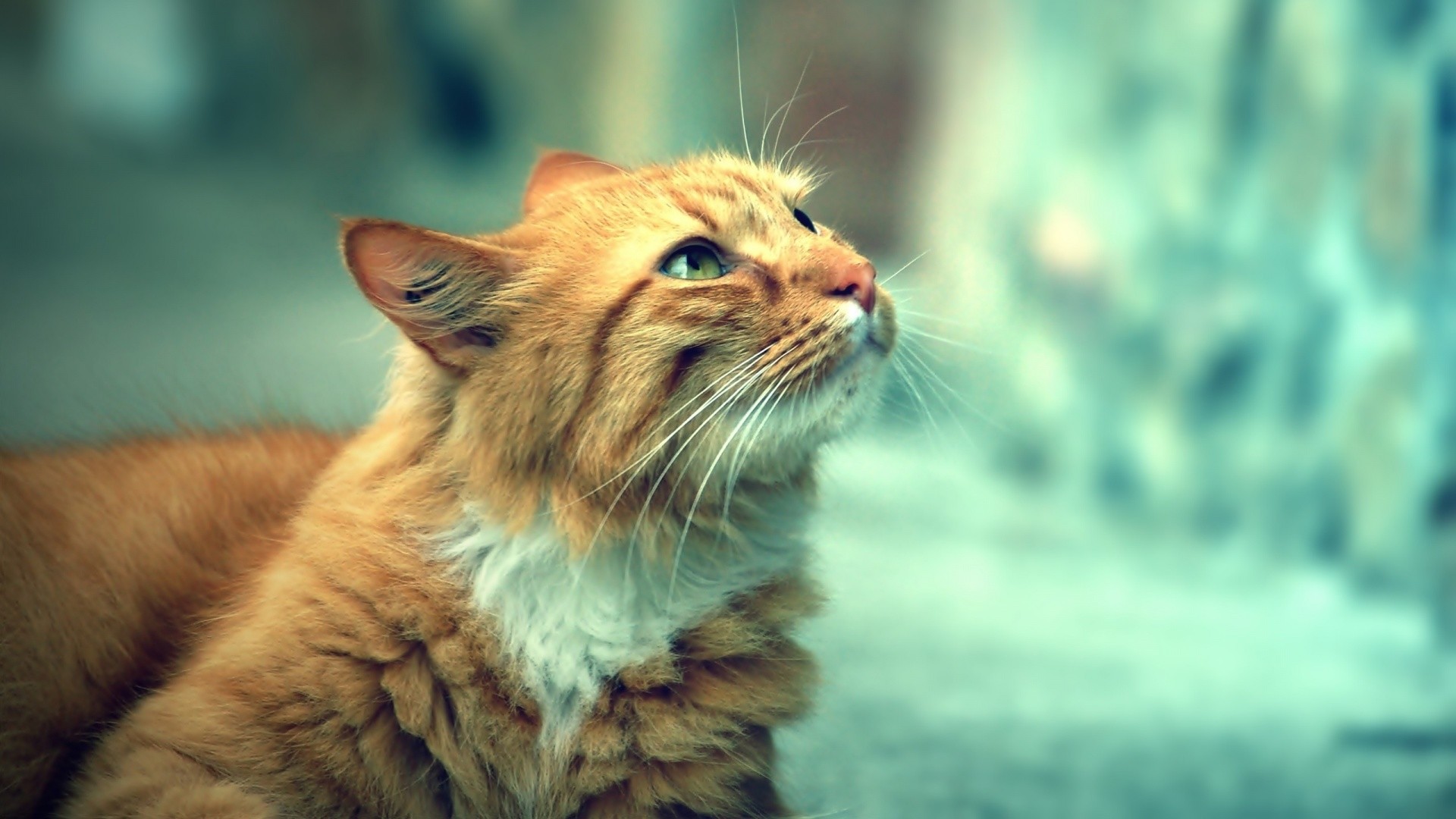 Cat HD Wallpapers 1080p (64+ images)