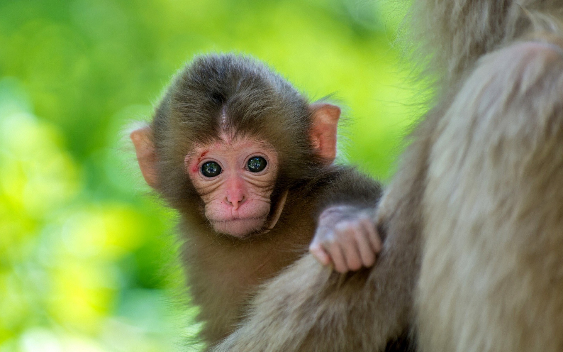 Cute Monkey Backgrounds (48+ images)