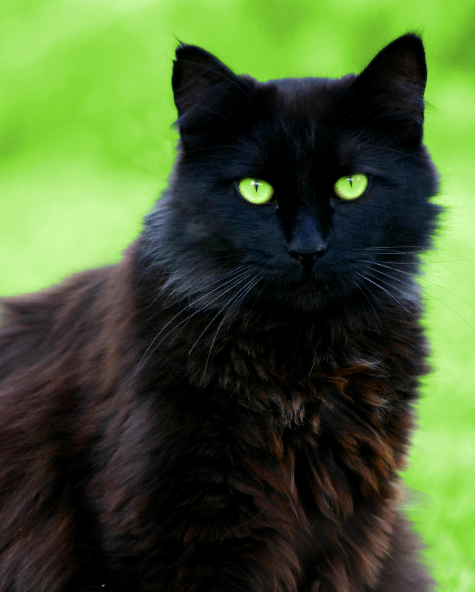 Black Cat Eyes Wallpaper (69+ images)