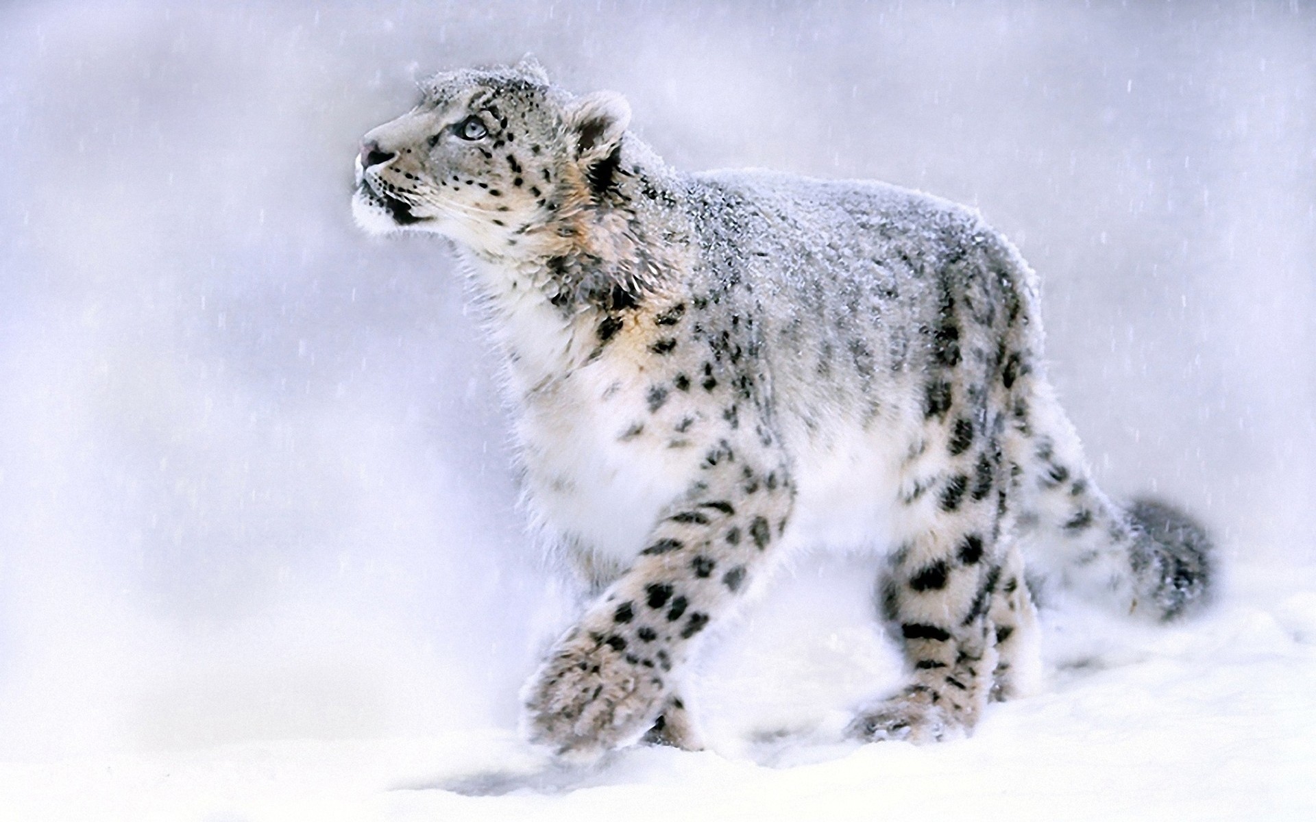 Mac Os X Snow Leopard Image Download