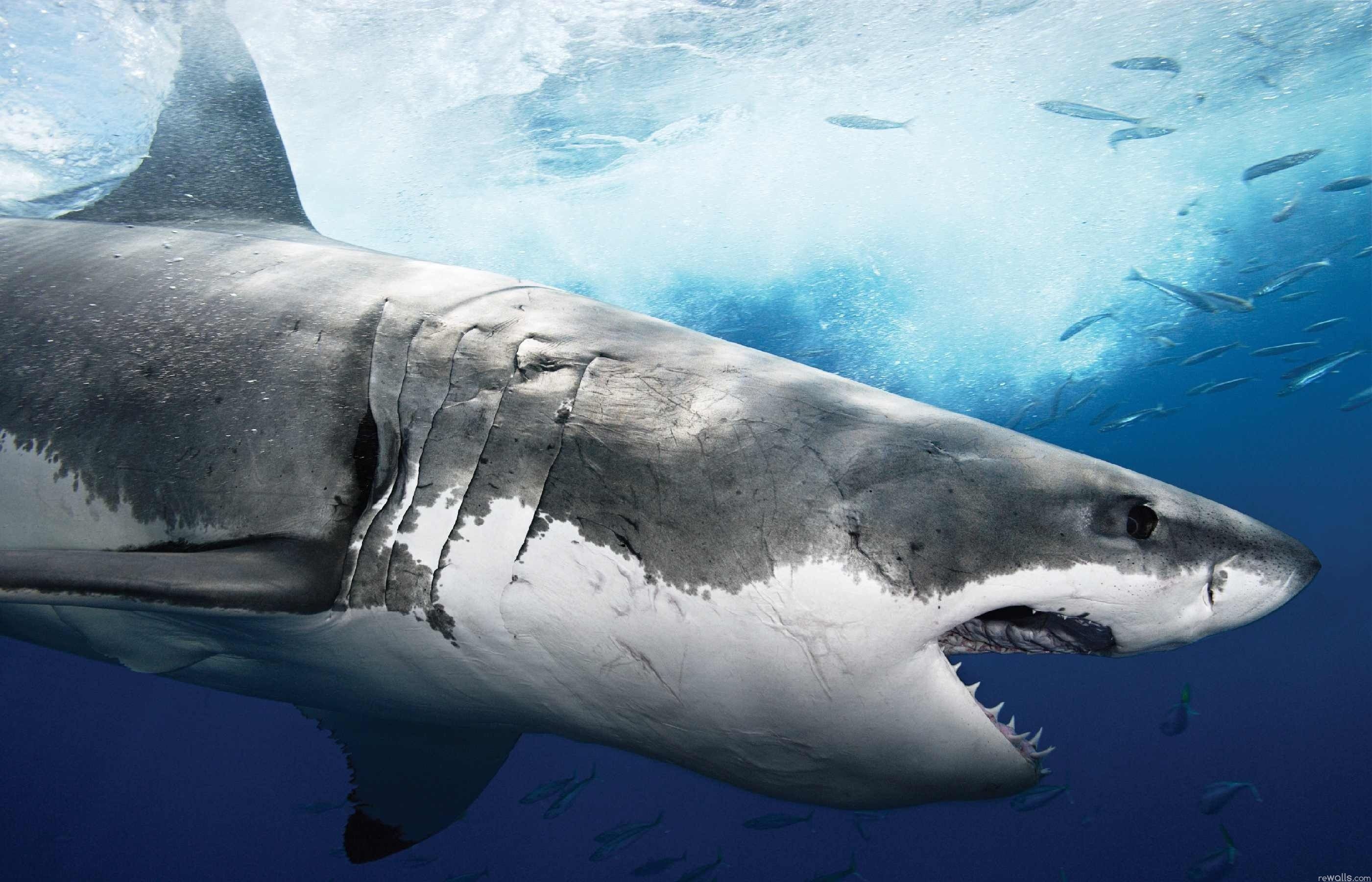 3840x2160 resolution | grey shark fish, blue, underwater, shark ...