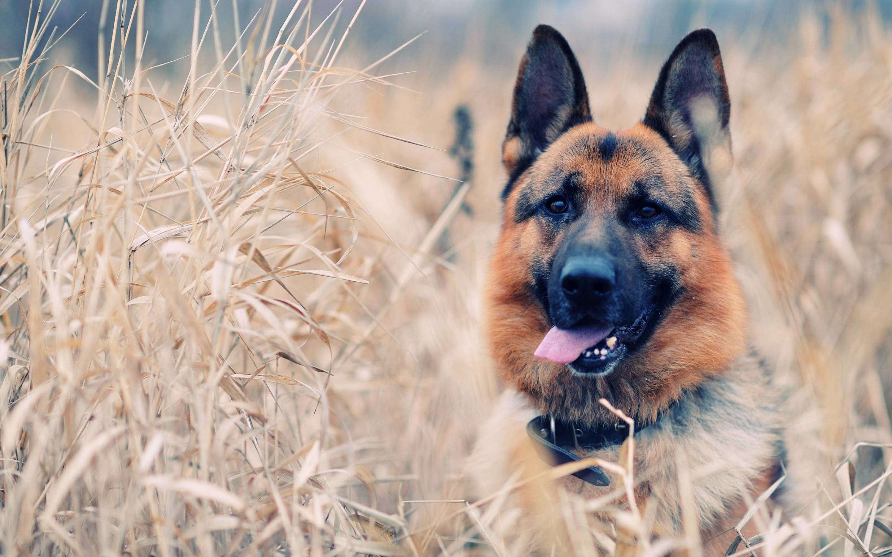 Dog Screensavers and Wallpaper (59+ images)