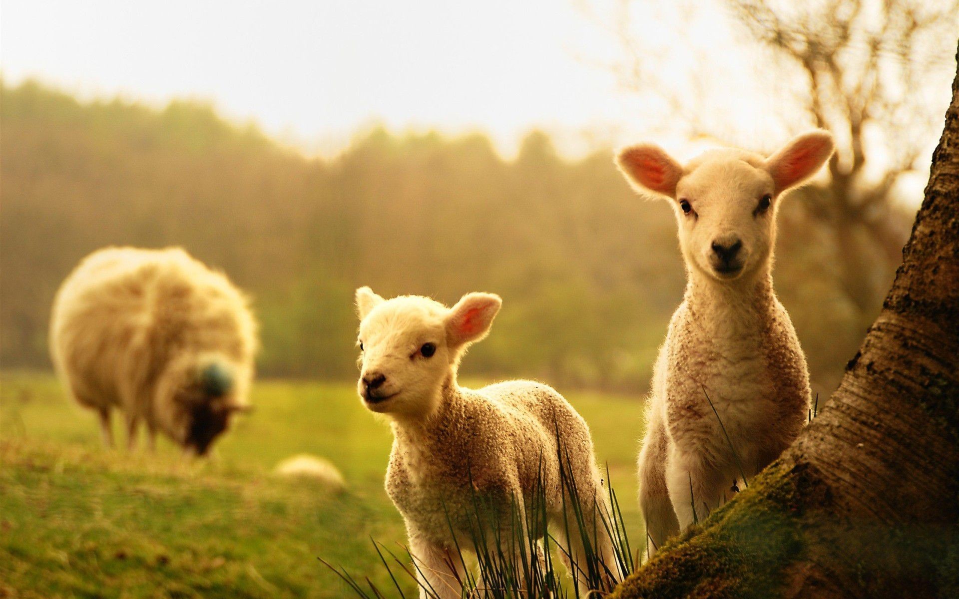 farm-animals-wallpaper-58-images