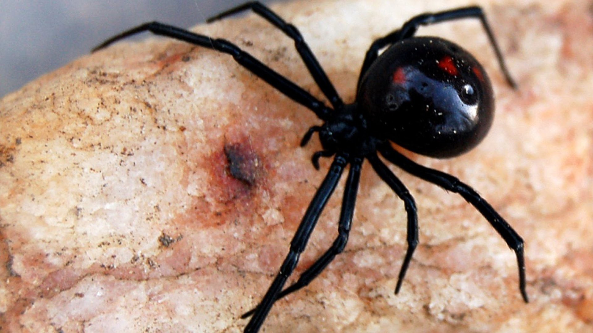 Black Widow Spider Wallpaper 72 Images 