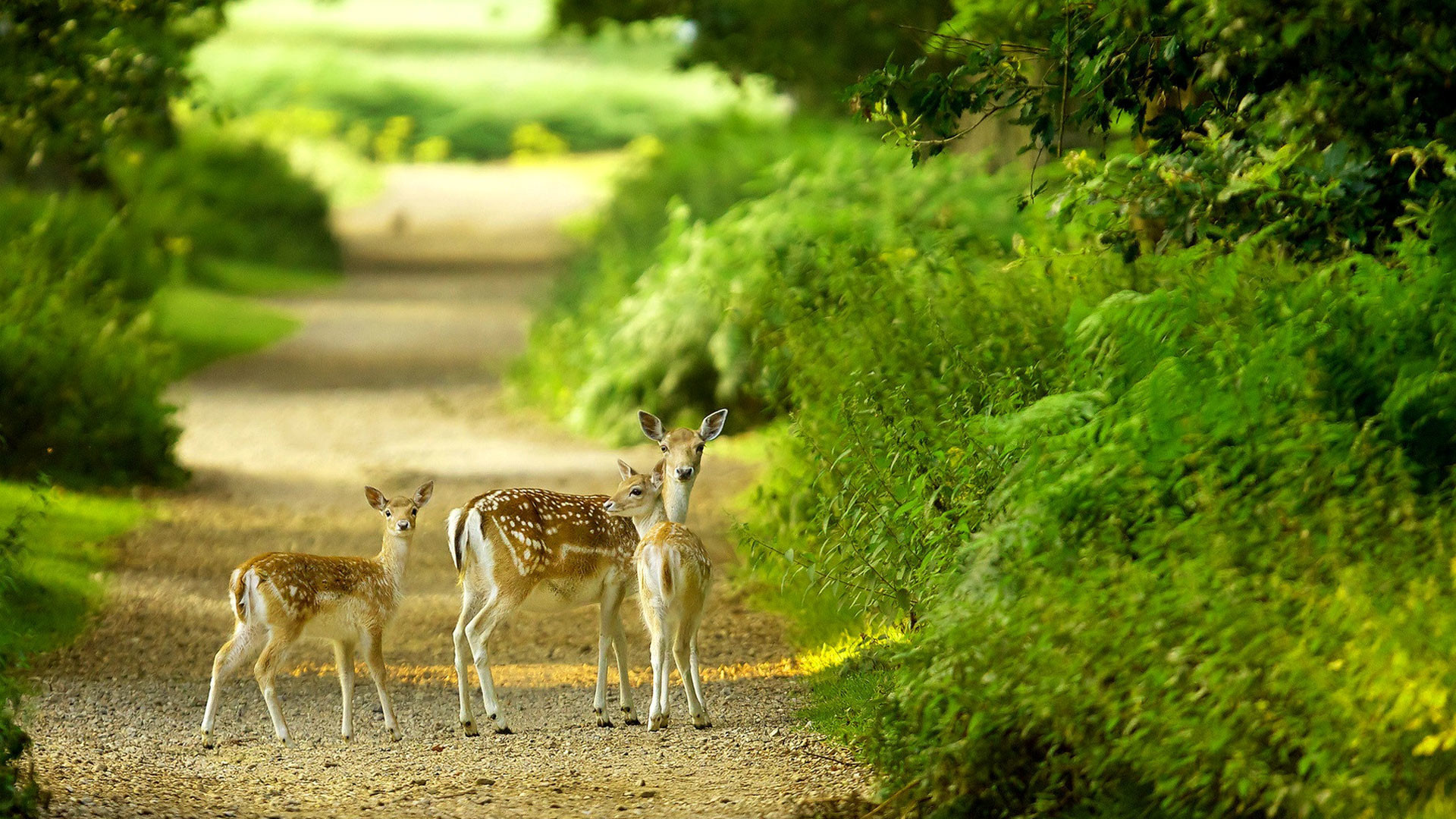 Nature HD Desktop Wallpaper 70 Images Nature HD Desktop Wallpaper 70 Images