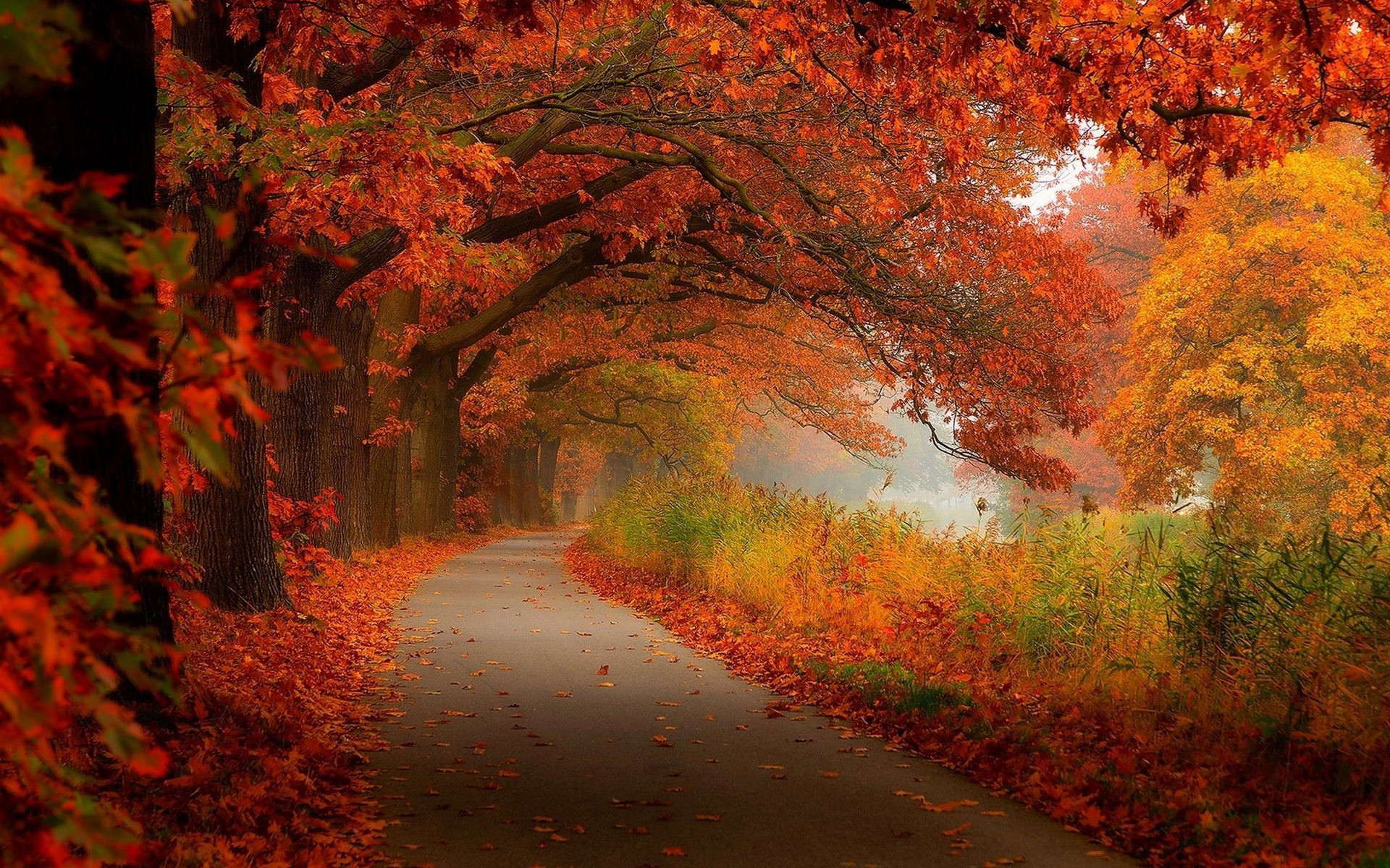 Fall Leaves Wallpapers (72+ images)